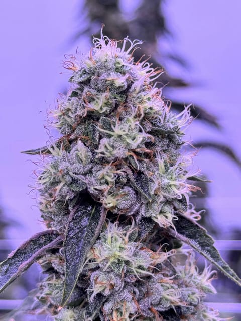 Diamond Cut Og - Flower Jar - 3.5g