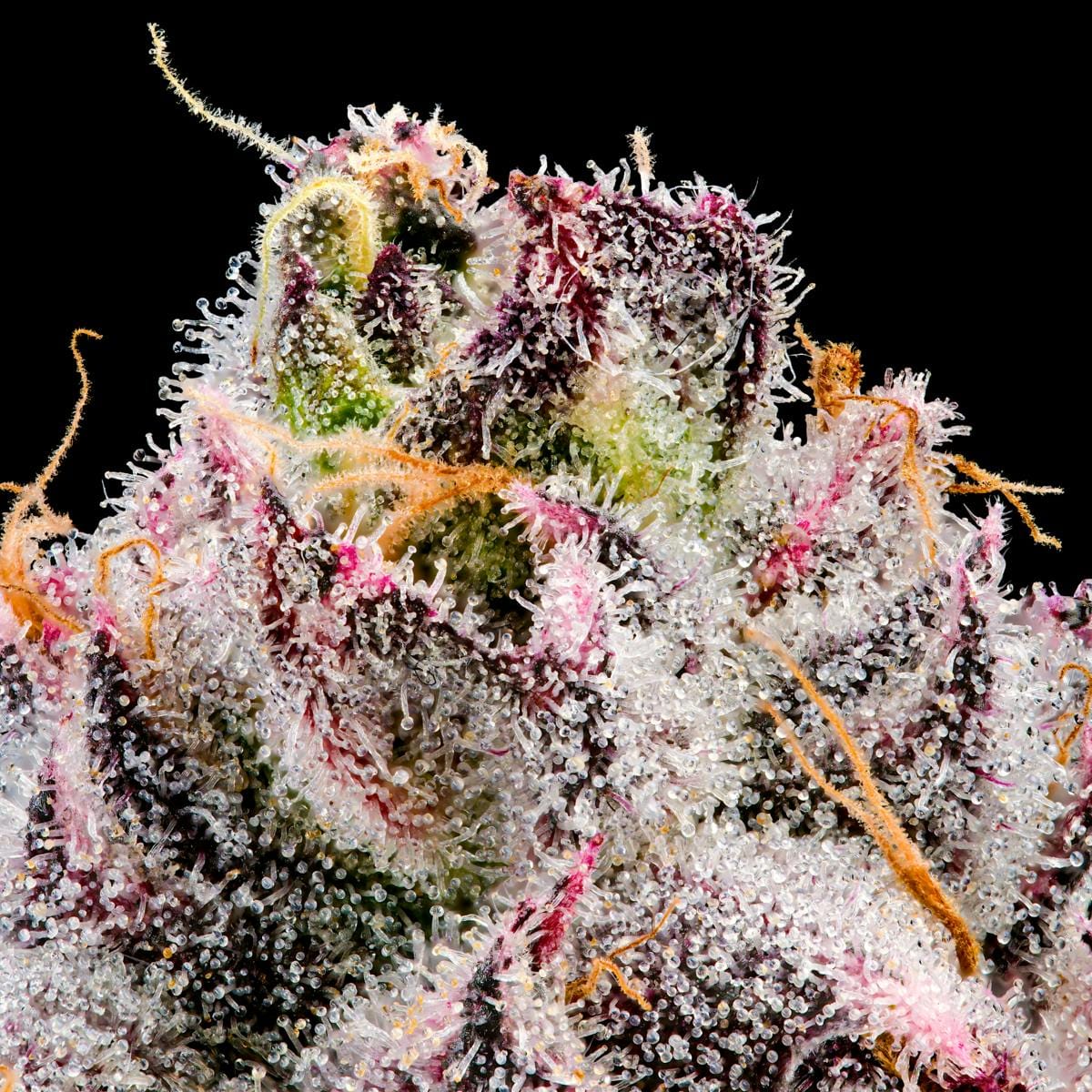 Prizm Gold Blend Cartridge [1g] - Maven Genetics -  - $18 - Vapes