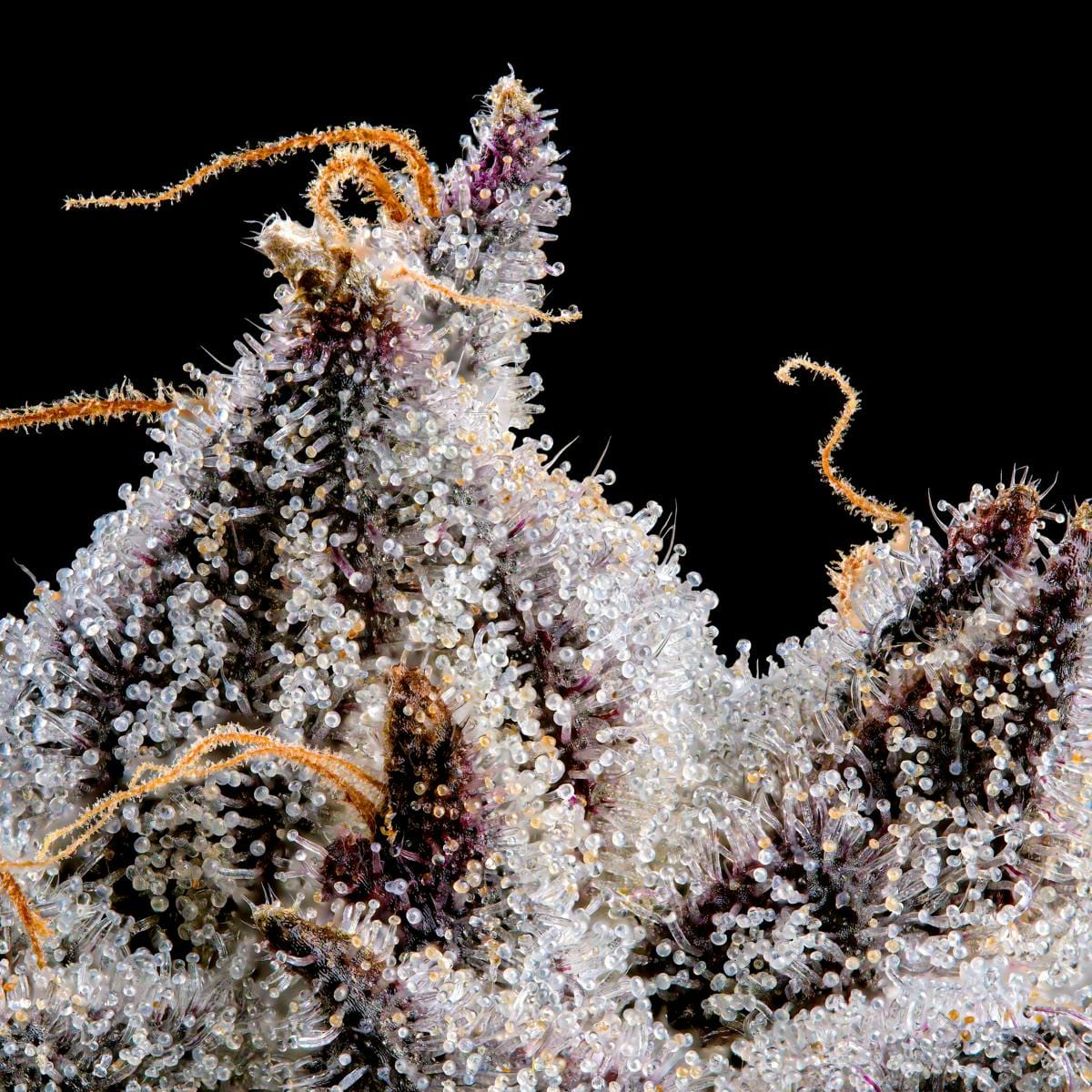 Shangri-La Gold Blend Cartridge [1g] - Maven Genetics -  - $18 - Vapes