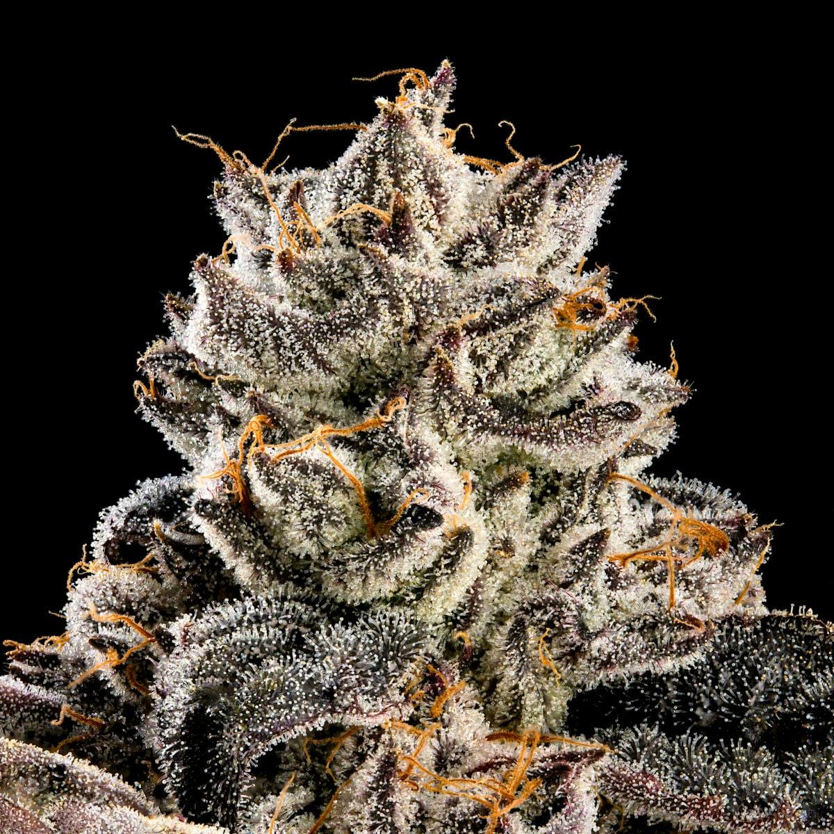 Shangri-La Gold Blend Cartridge [1g] - Maven Genetics -  - $18 - Vapes