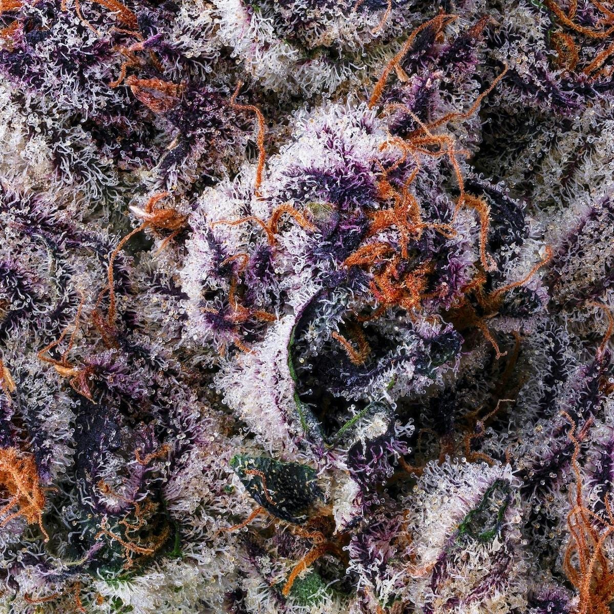 Chrome Dome [3.5g] Flower - Maven Genetics -  - $39.62 - Flowers