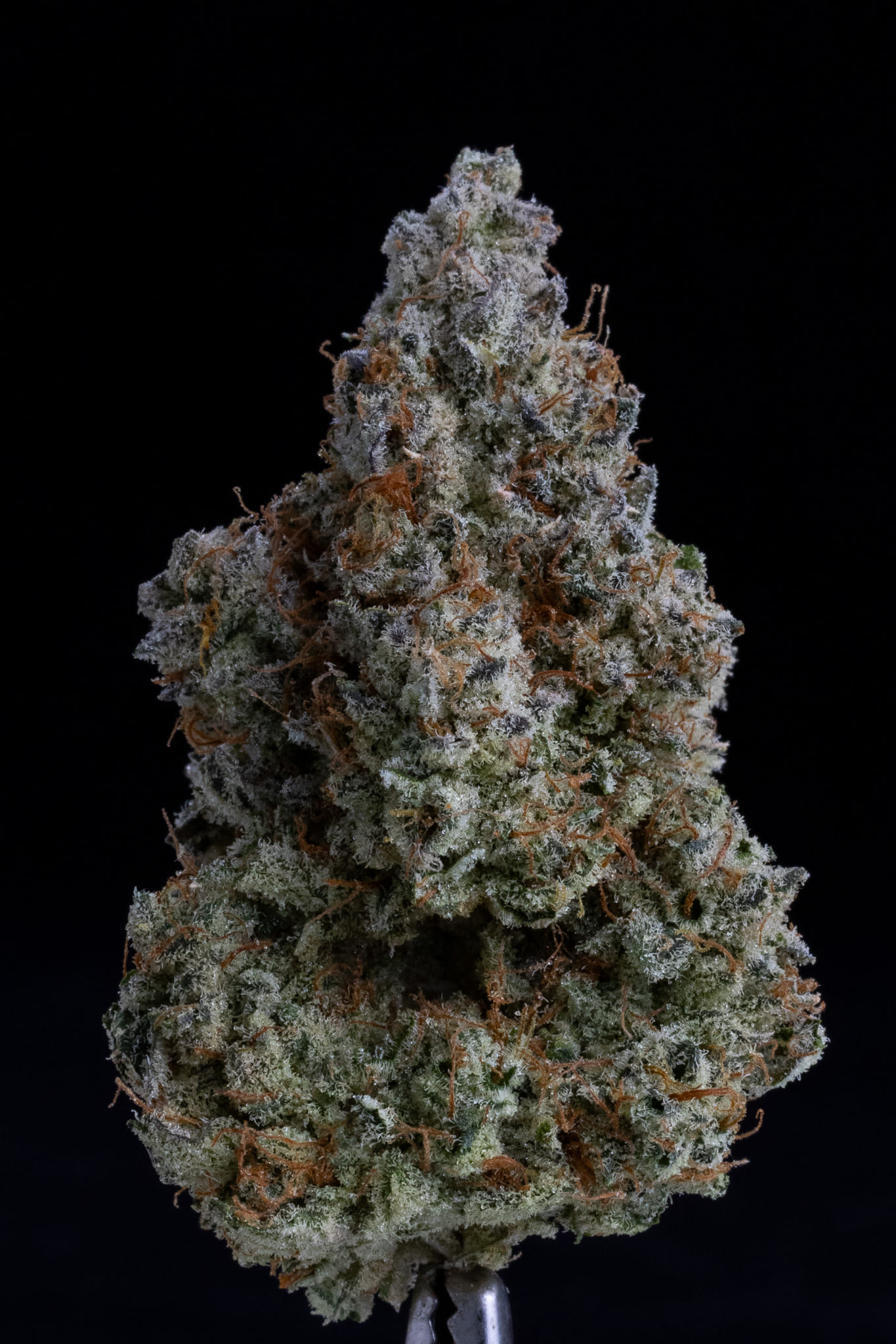 Grumpy Tiger - Wood Wide - eighth - $60 - Flowers