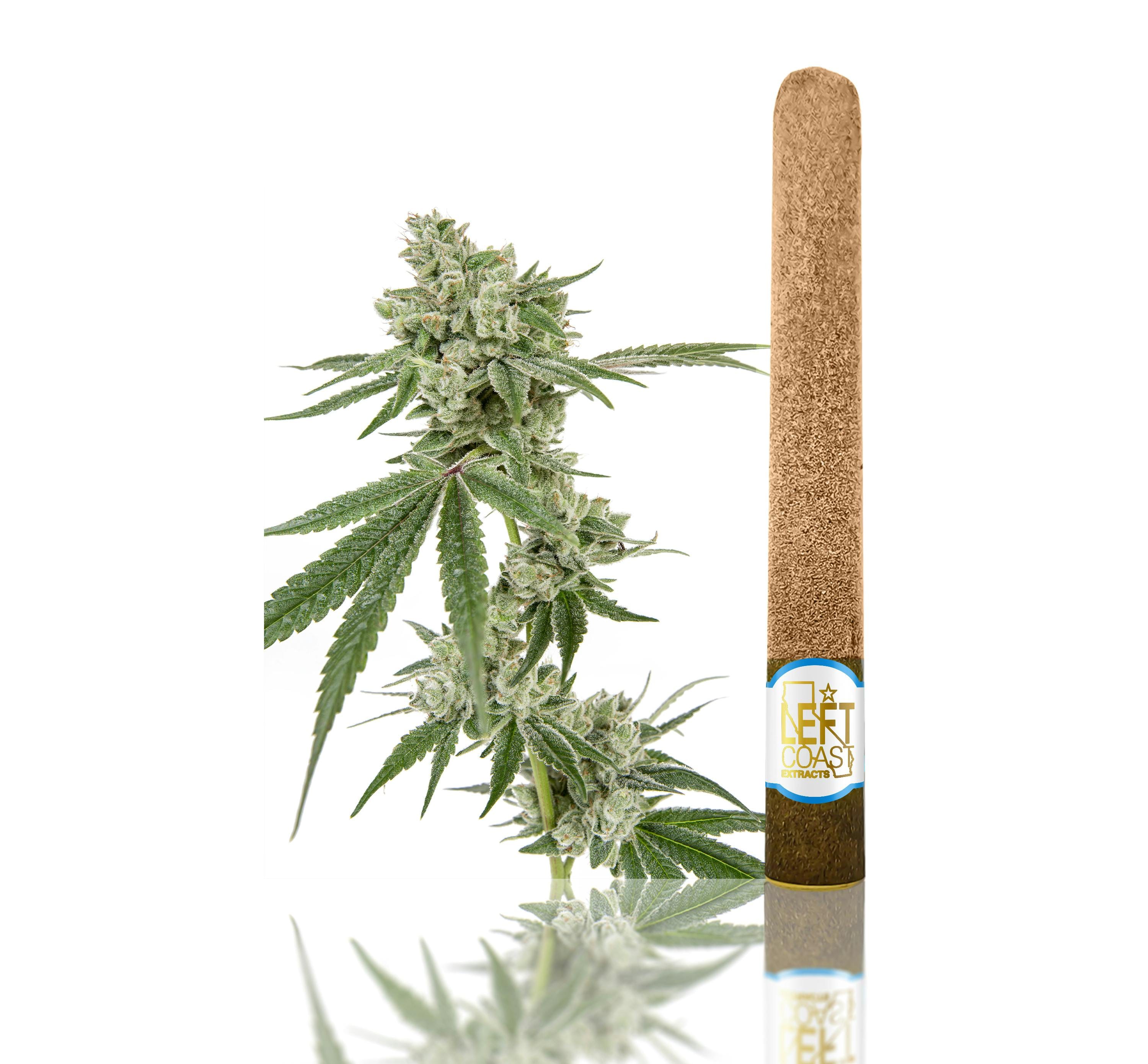LEFT COAST — Maui Waui Blunt