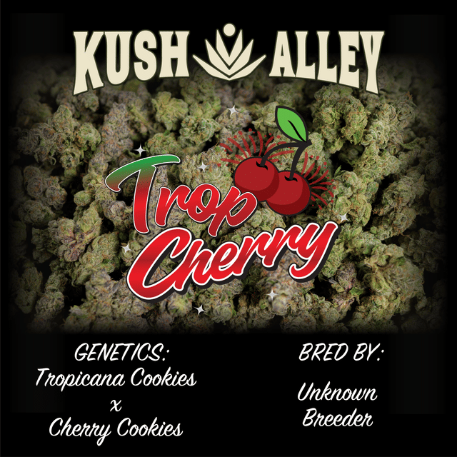 Kush Alley Premium — Trop Cherry