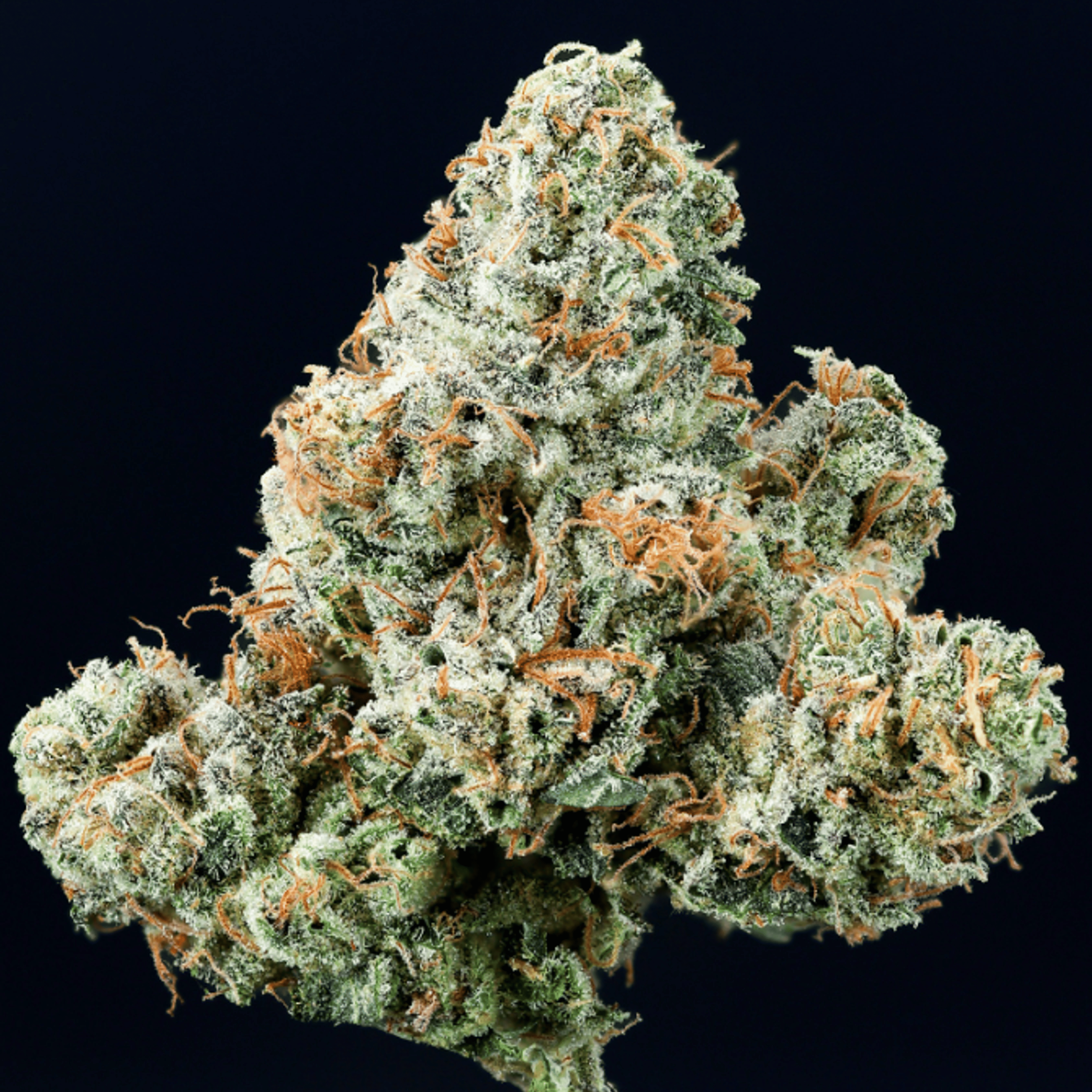 Headbanger - Wood Wide - Headbanger - $60 - Flowers