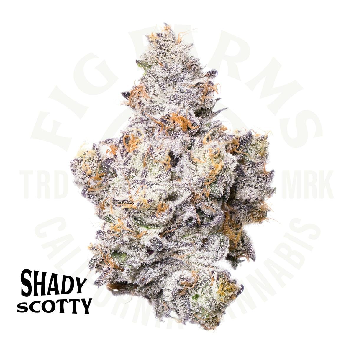 Shady Scotty - Indoor Flower - Fig Farms - Eighth - $49.99 - Flower