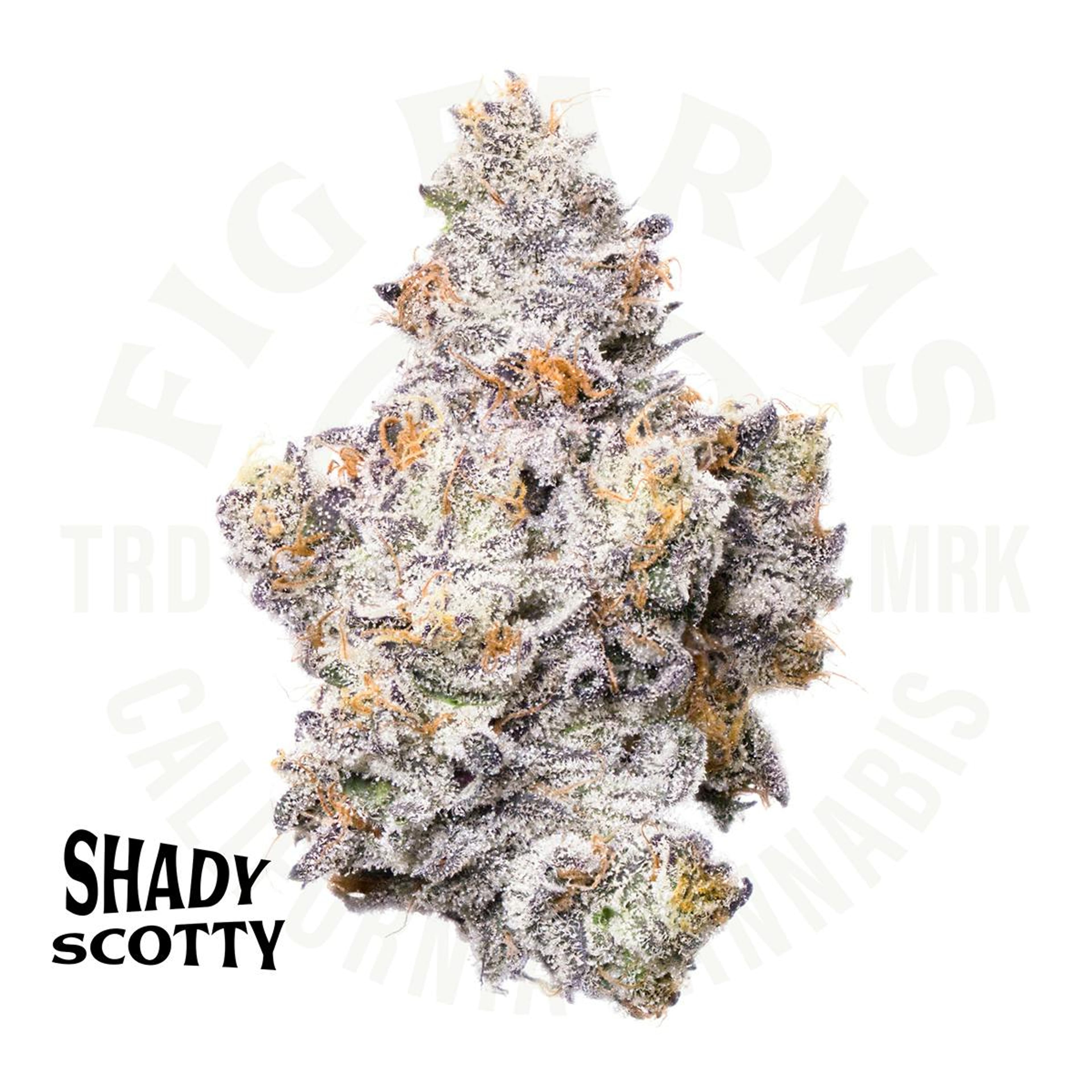 Shady Scotty - Indoor Flower - Fig Farms - Eighth - $49.99 - Flower