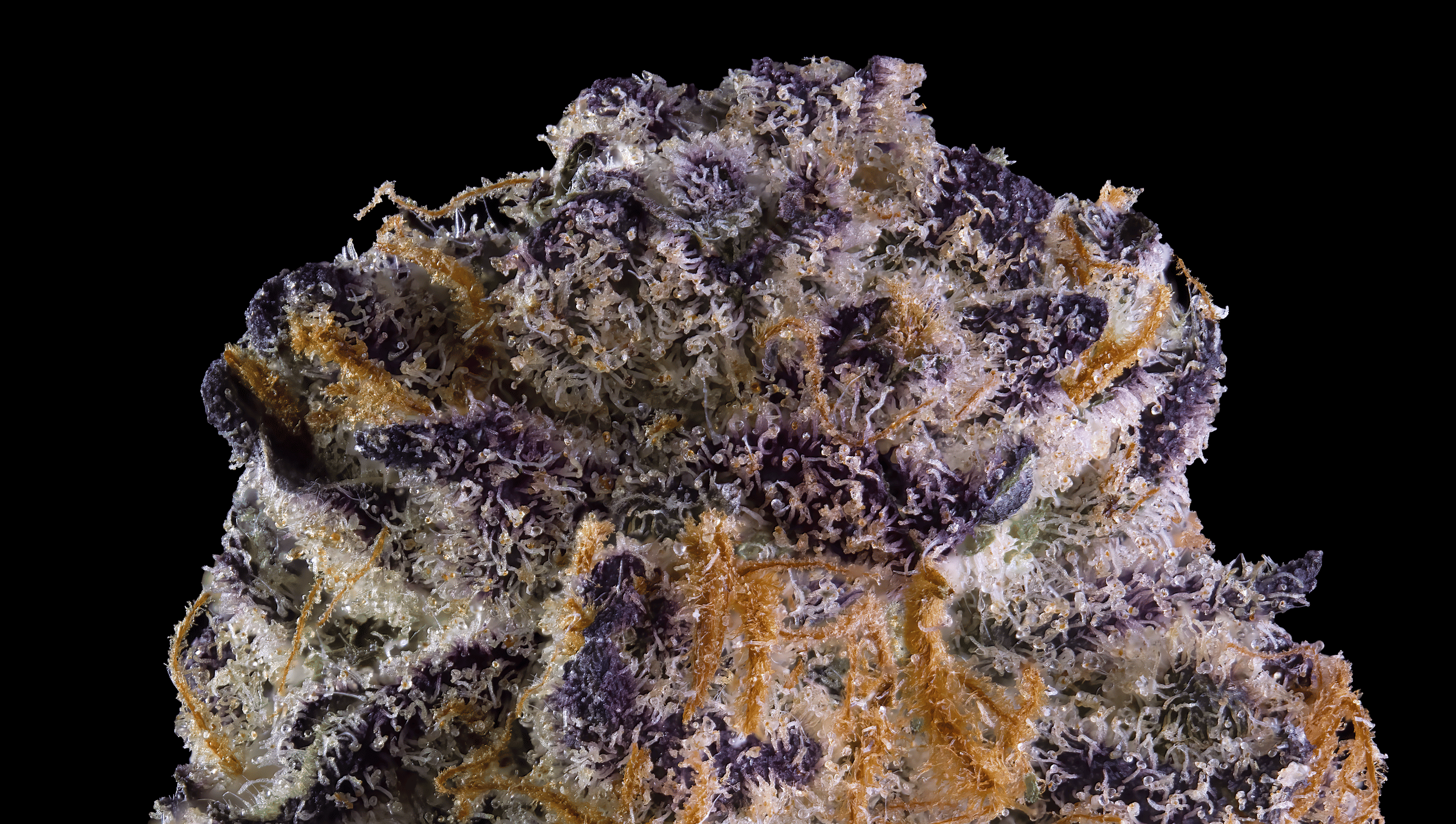 Key Lime Jack - 3.5g - Maven Genetics - 3.5g - Sativa - $46 - Flower/Infused Flower (3.5 Grams)