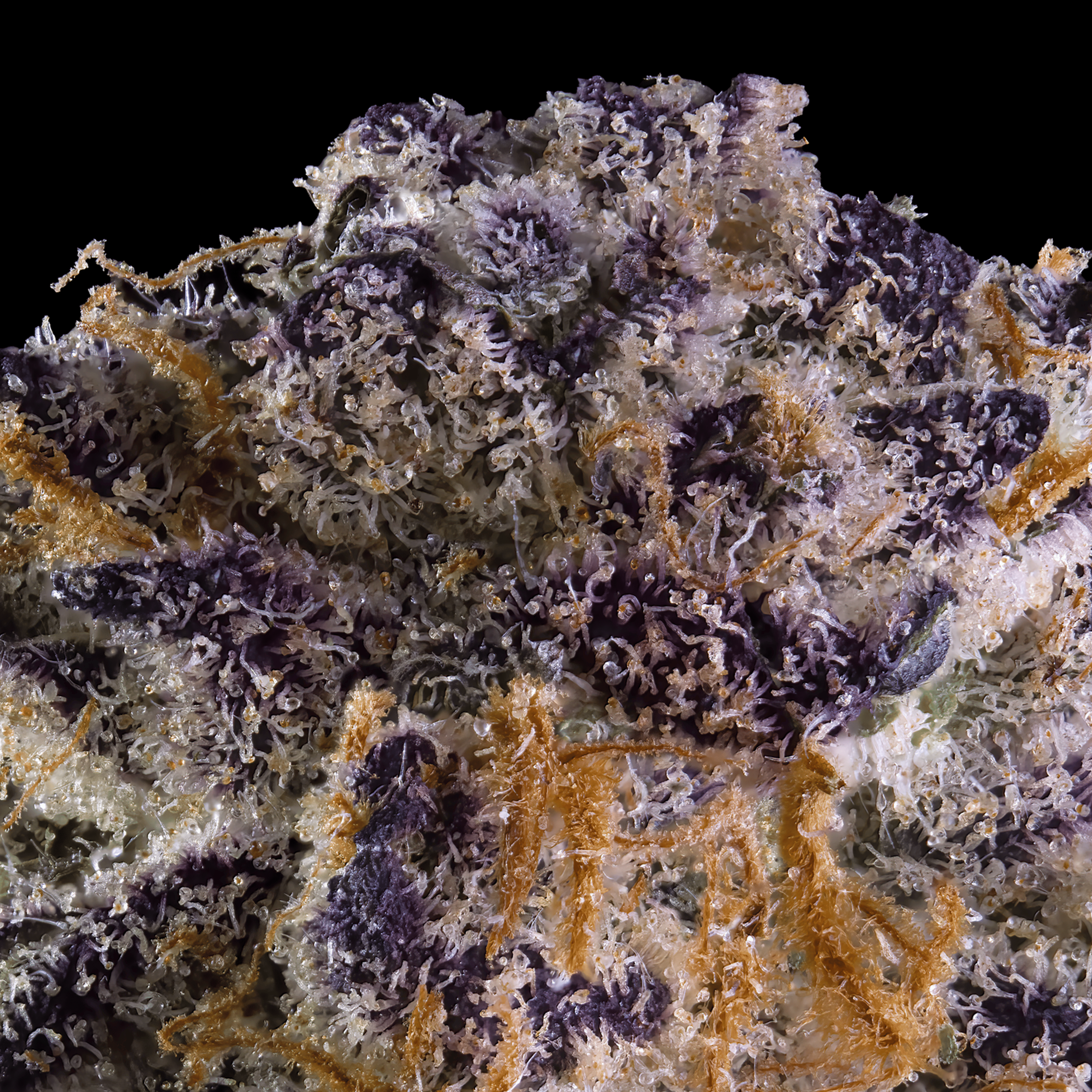 Key Lime Jack - 3.5g - Maven Genetics - 3.5g - Sativa - $46 - Flower/Infused Flower (3.5 Grams)