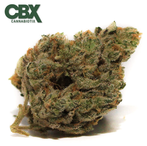 Cannabiotix - Gluetopia - 3.5g - Cannabiotix -  - $49.98 - Indoor Flowers