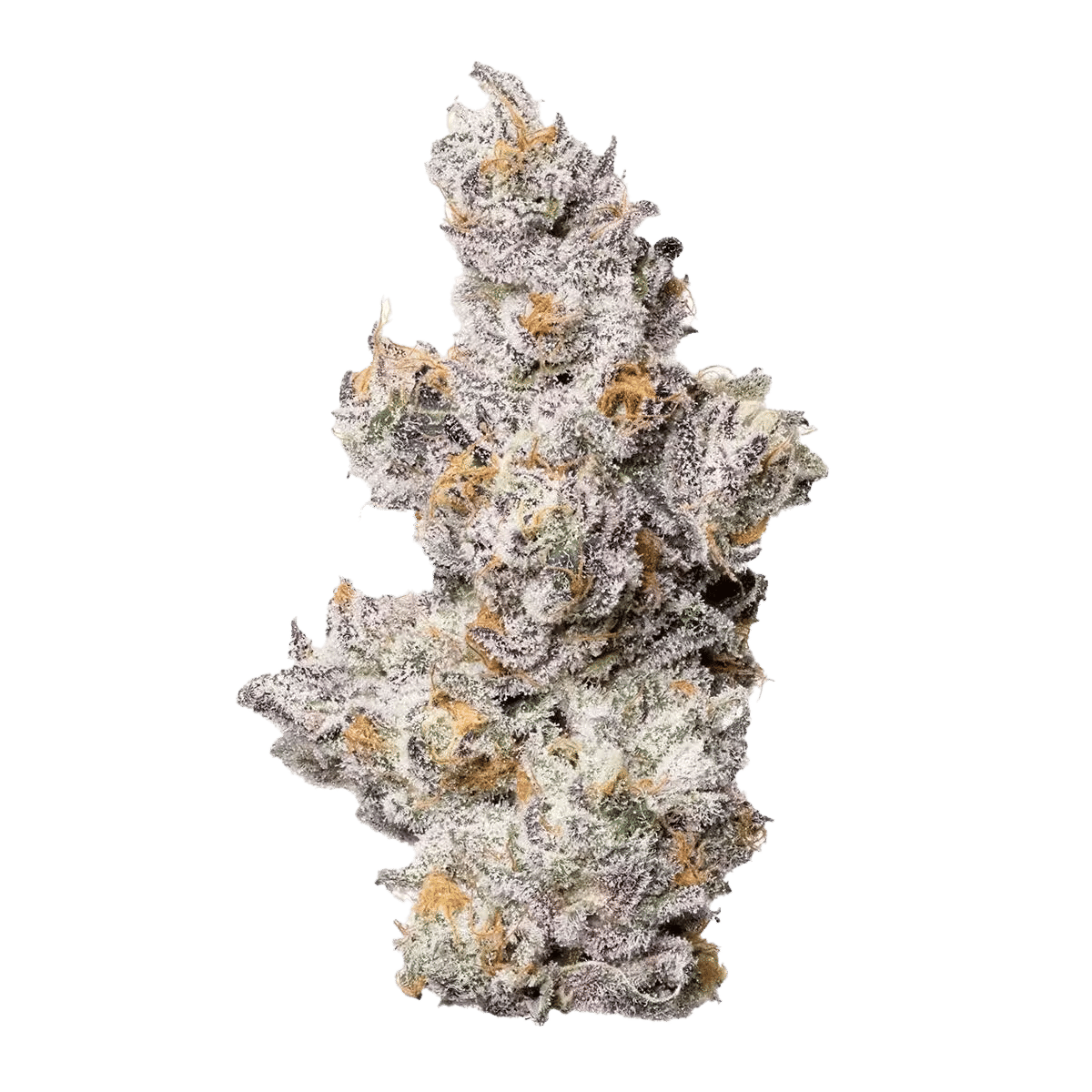 Shady Scotty - Indoor Flower - Fig Farms - Eighth - $49.99 - Flower