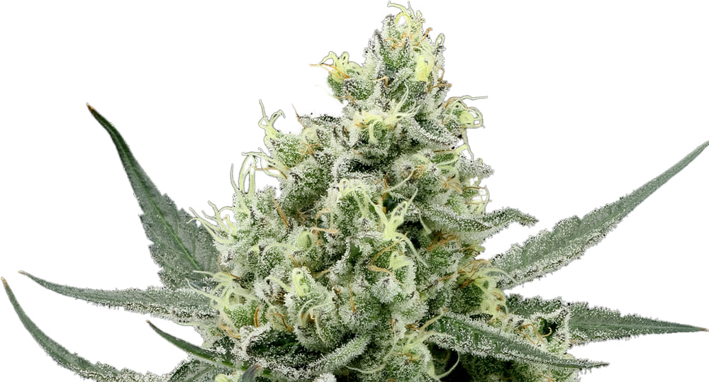 710 Labs: Garlic Cocktail 3.5g - 710 Labs -  - $55 - Flower