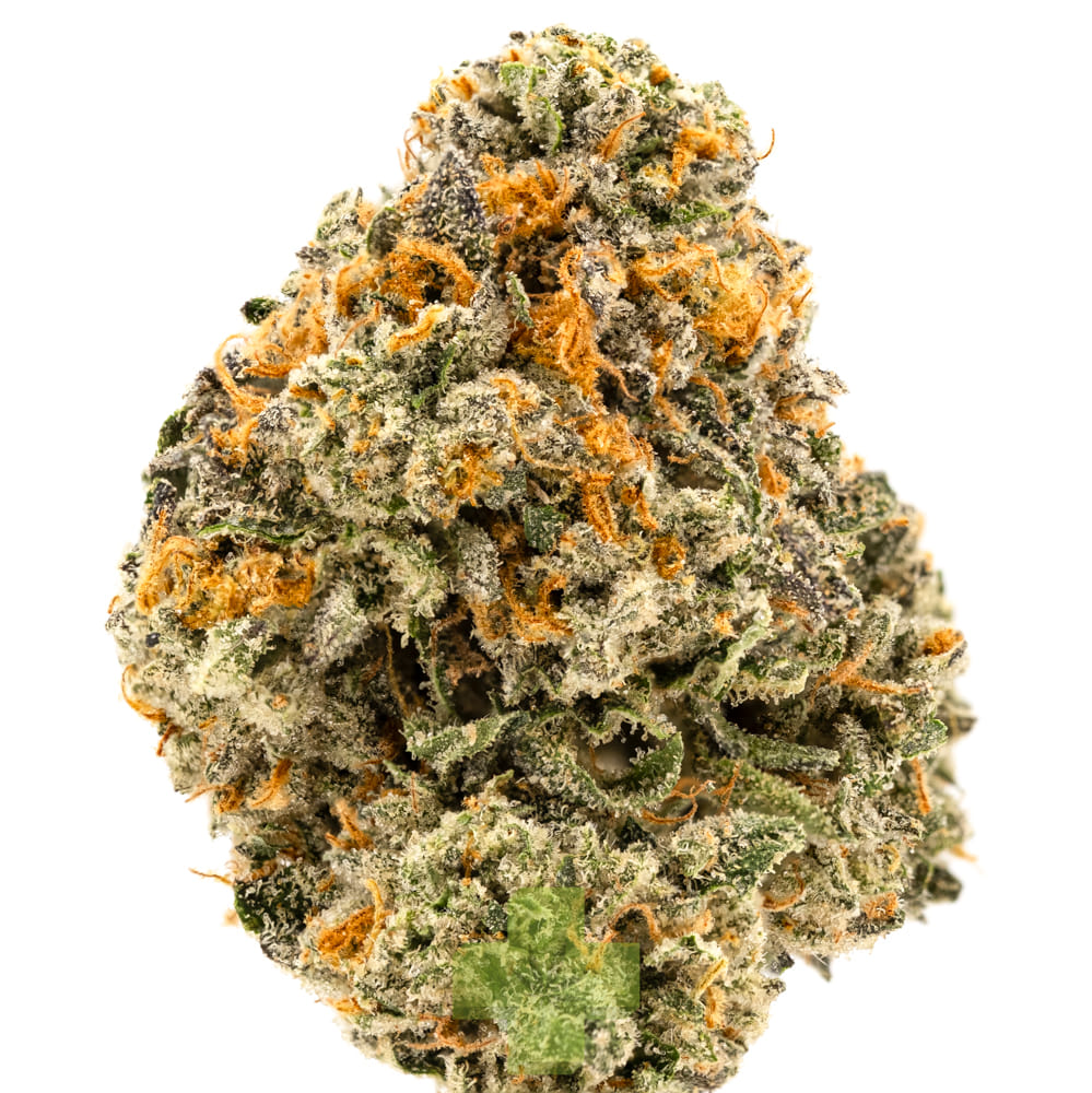 Alien Labs — Kryptidz