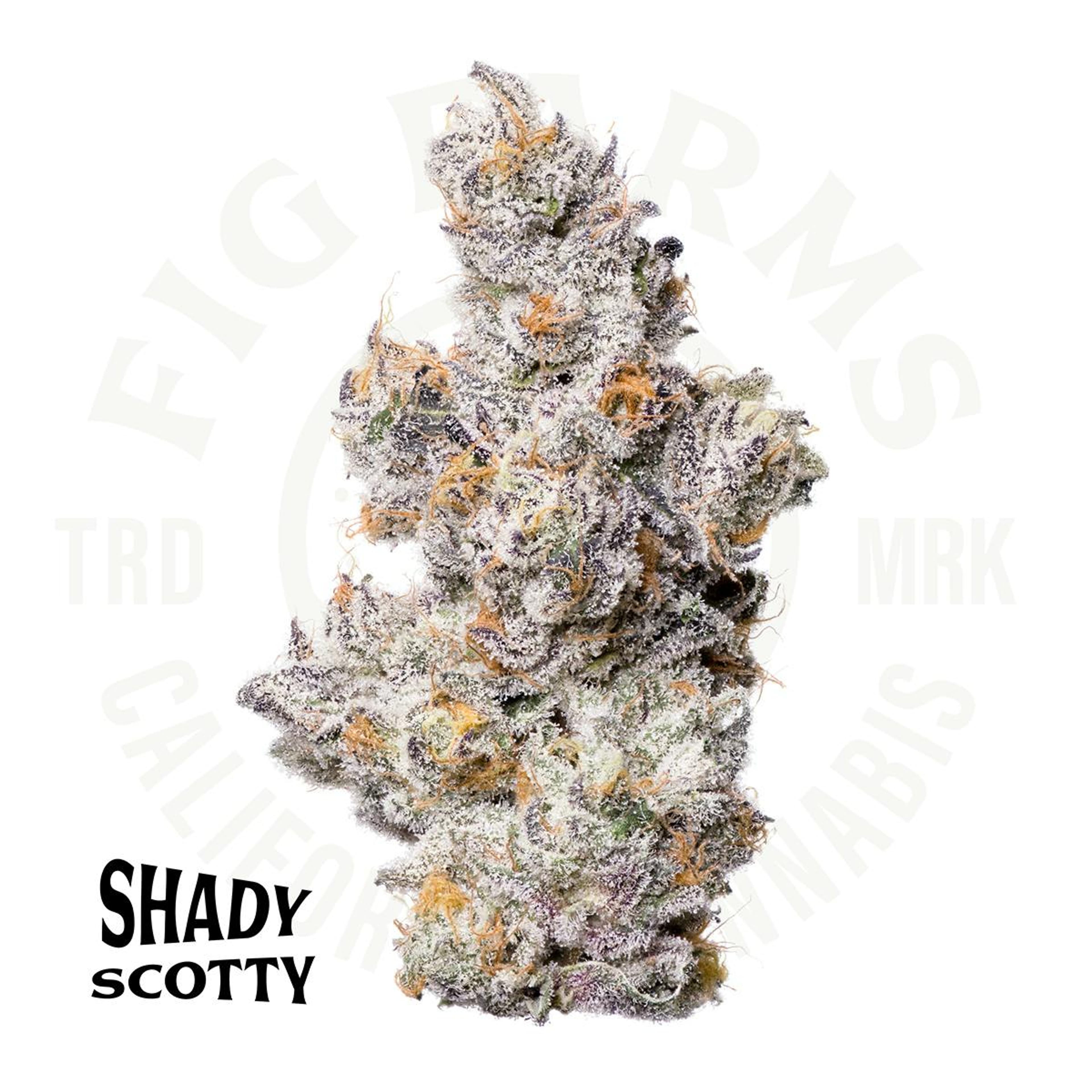 Shady Scotty - Indoor Flower - Fig Farms - Eighth - $49.99 - Flower