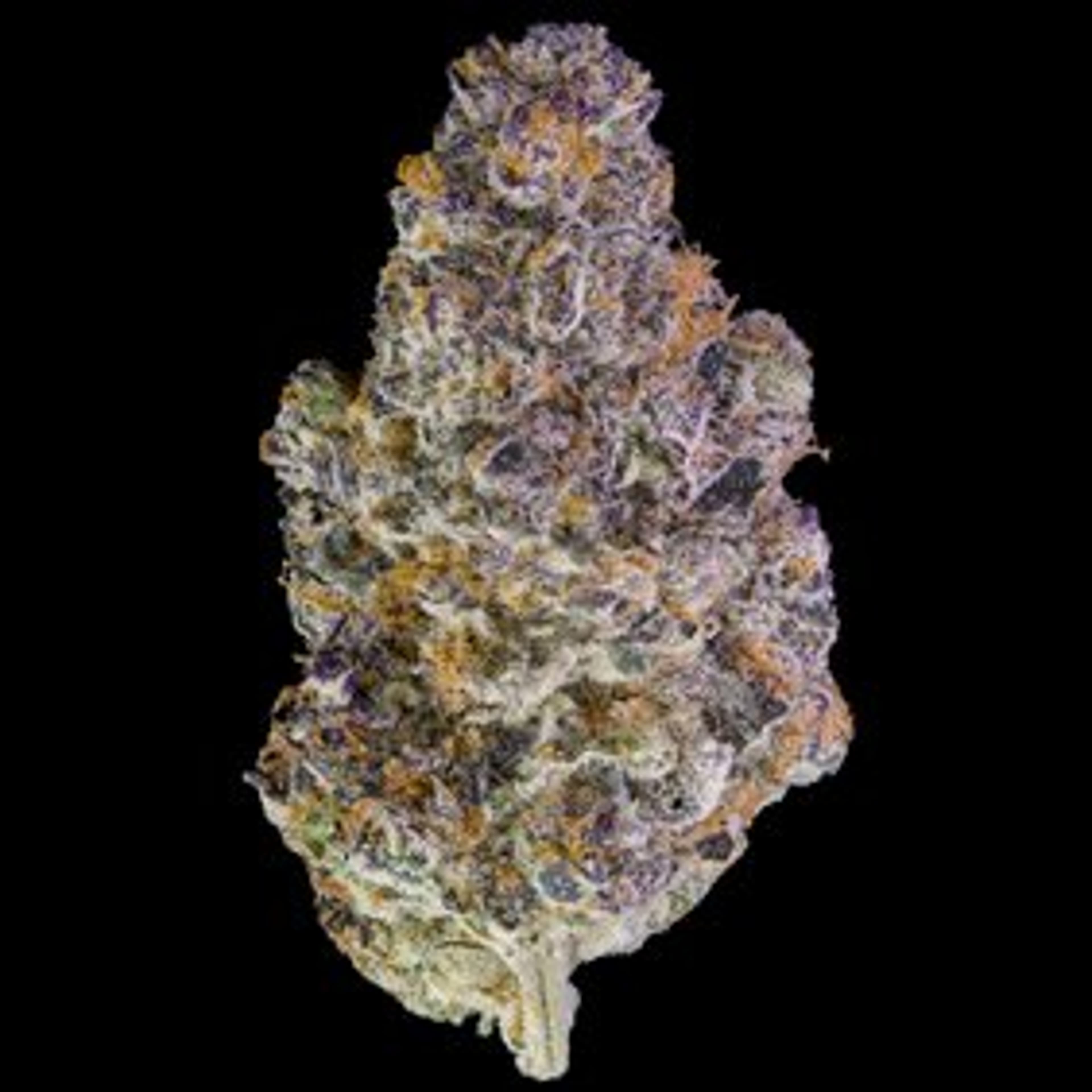 Key Lime Jack - 3.5g - Maven Genetics - 3.5g - Sativa - $46 - Flower/Infused Flower (3.5 Grams)