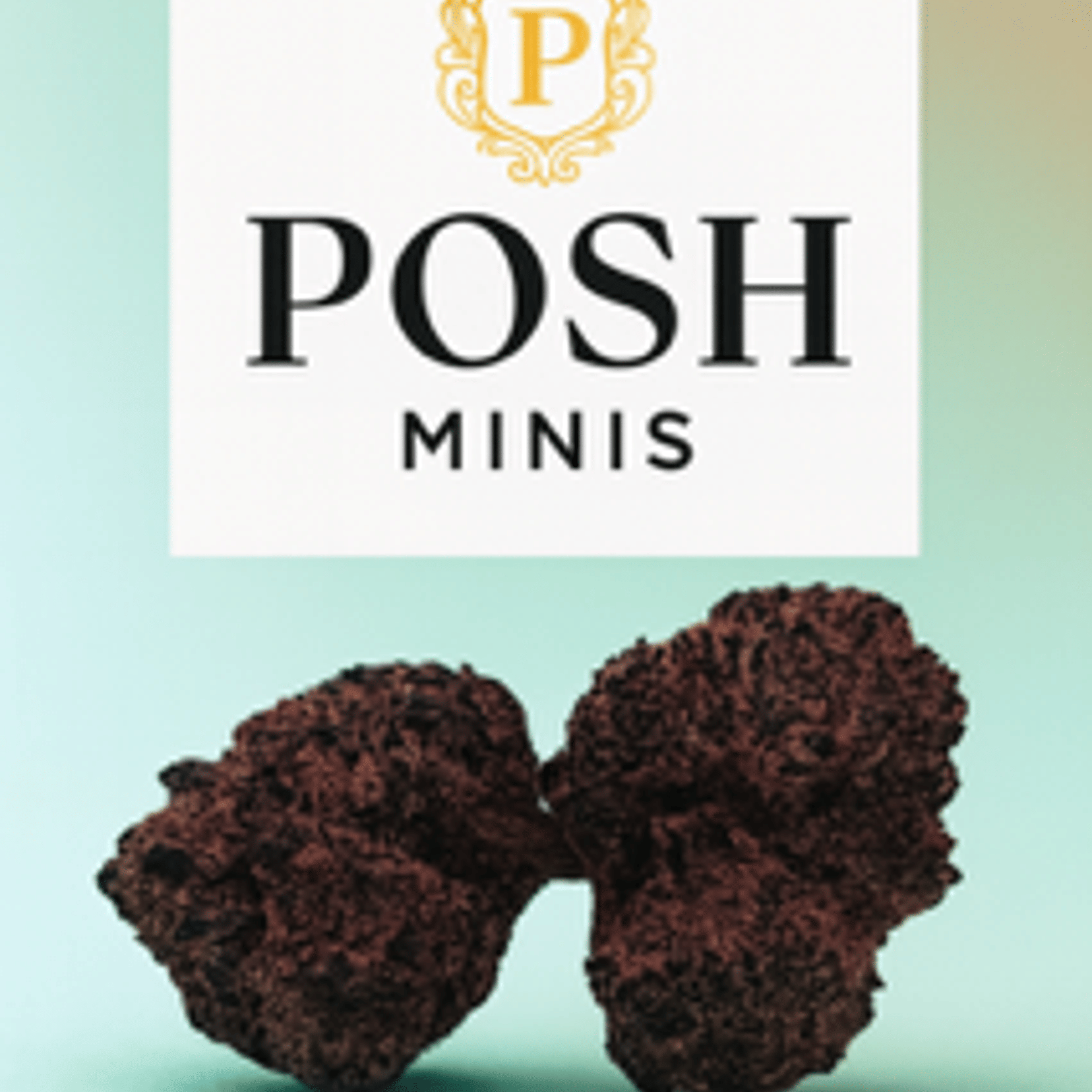 Strawberry purple petro 3.5g (indoor minis) - Posh Green - - $16 - Flowers