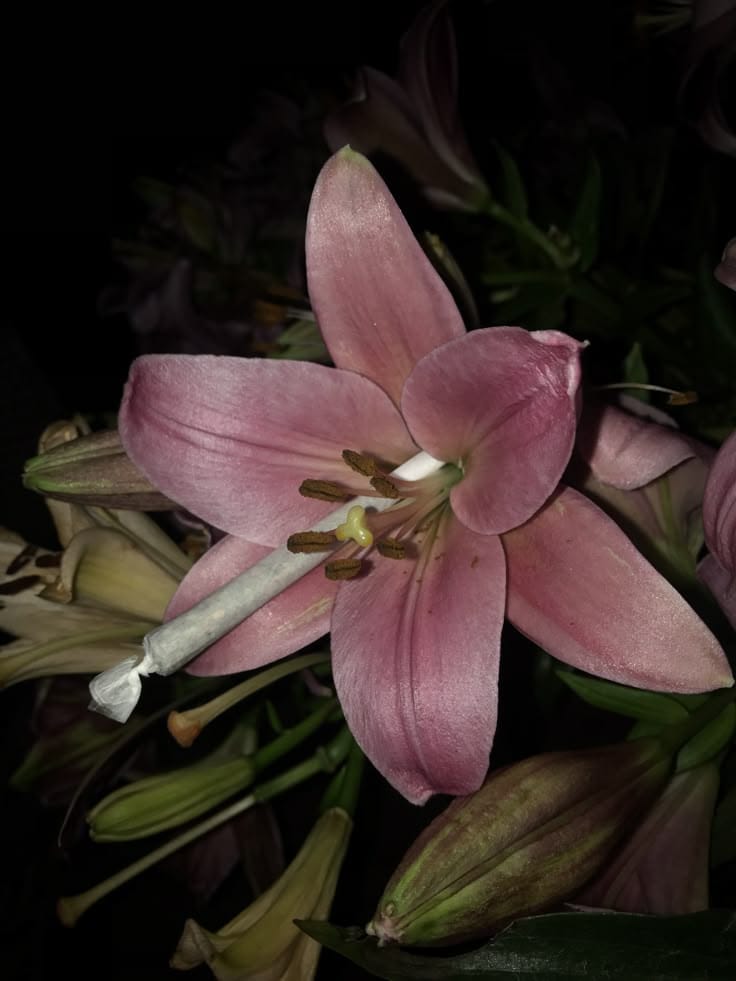 FlavorCore Platinum Diamond Blunt 1.65g Indica Blue Razz Ice - EL BLUNTO -  - $23 - Pre-Rolls