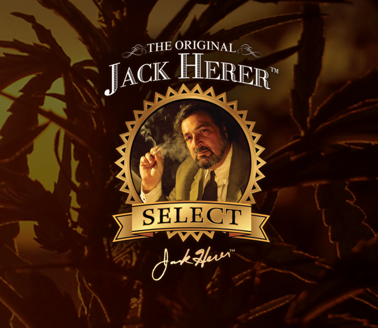 Master 3.5g - Jack Herer™ Brands -  - $18 - Flower