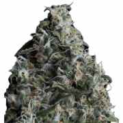 Sticky Status — Sour Diesel 3.5g Jar