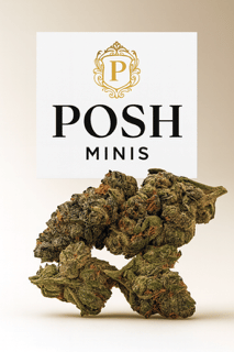 Canal st Runtx 3.5g (indoor smalls) - Posh Green -  - $16 - Flowers