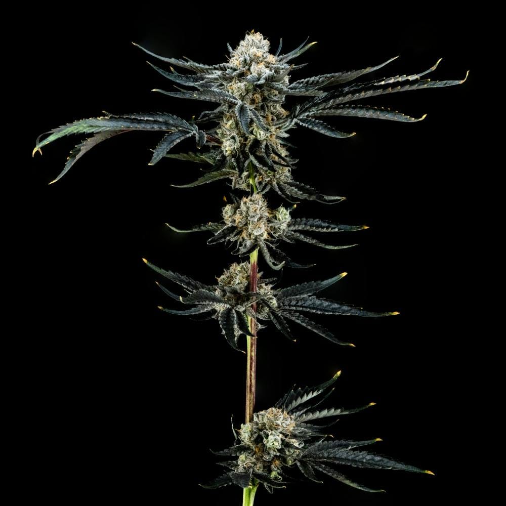 BLUE ANDEZE 3.5G - FloraCal -  - $23 - Flower