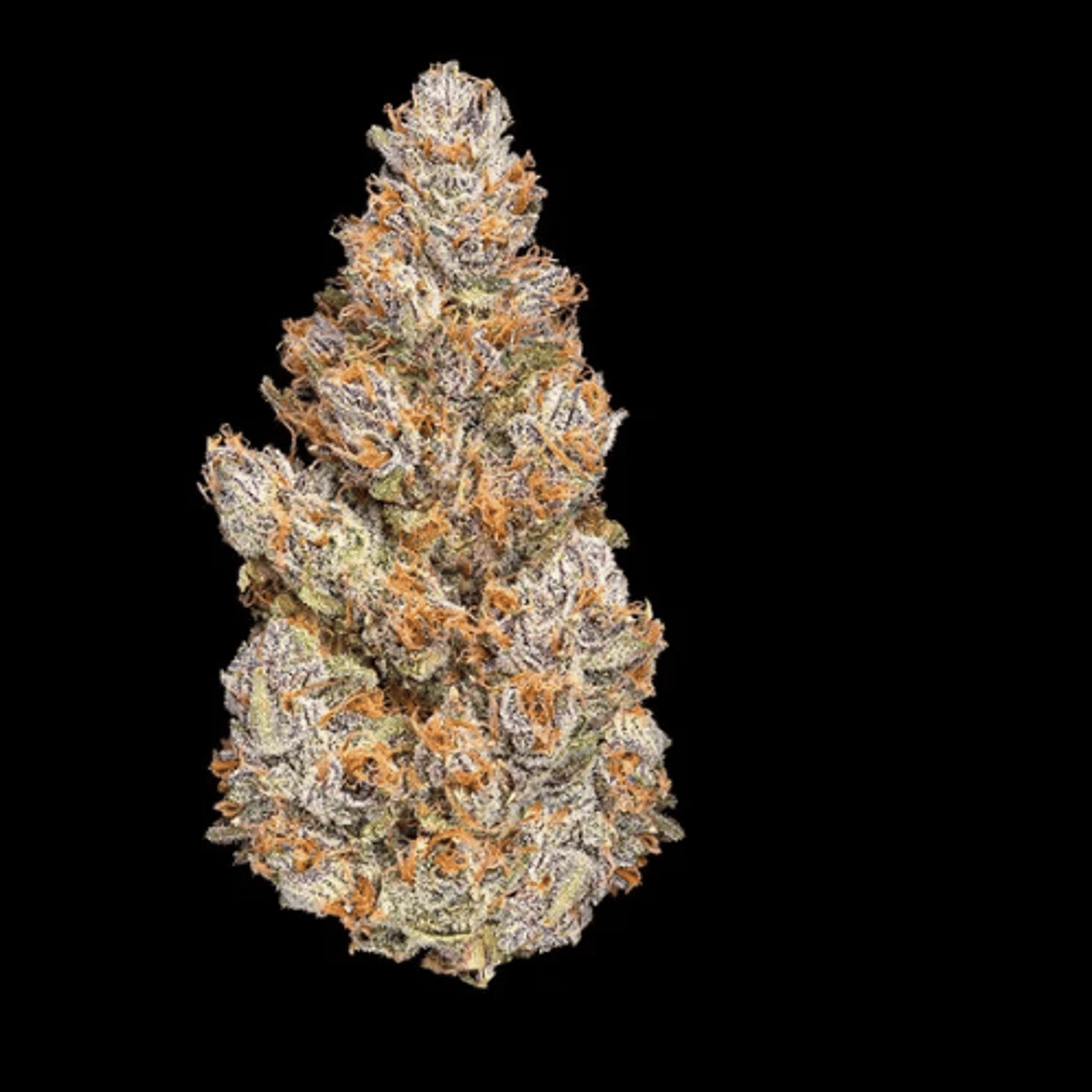 BluZangria - Maven Genetics - Eighth - $36 - Flower