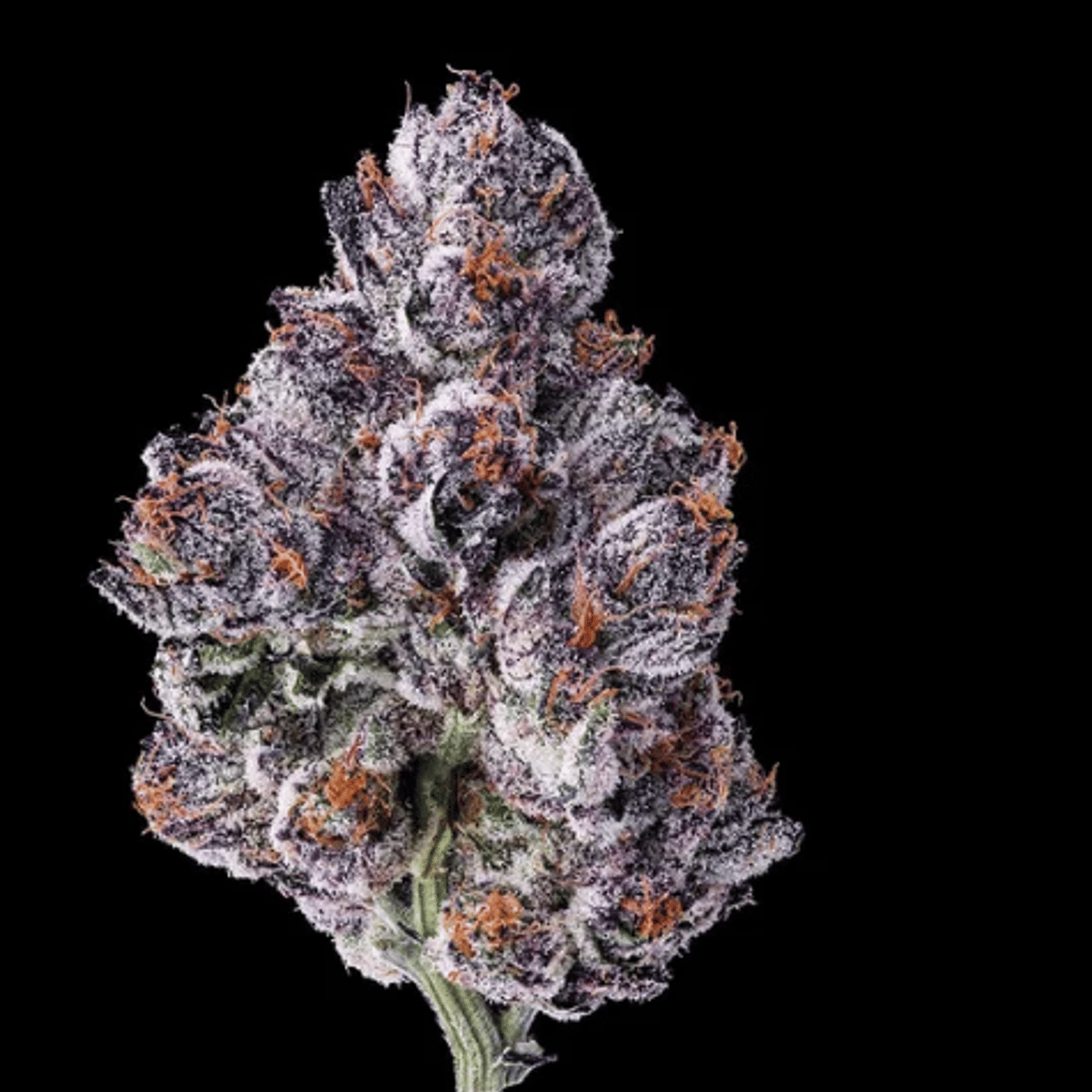 Chrome Dome - Maven Genetics - Eighth - $36 - Flower