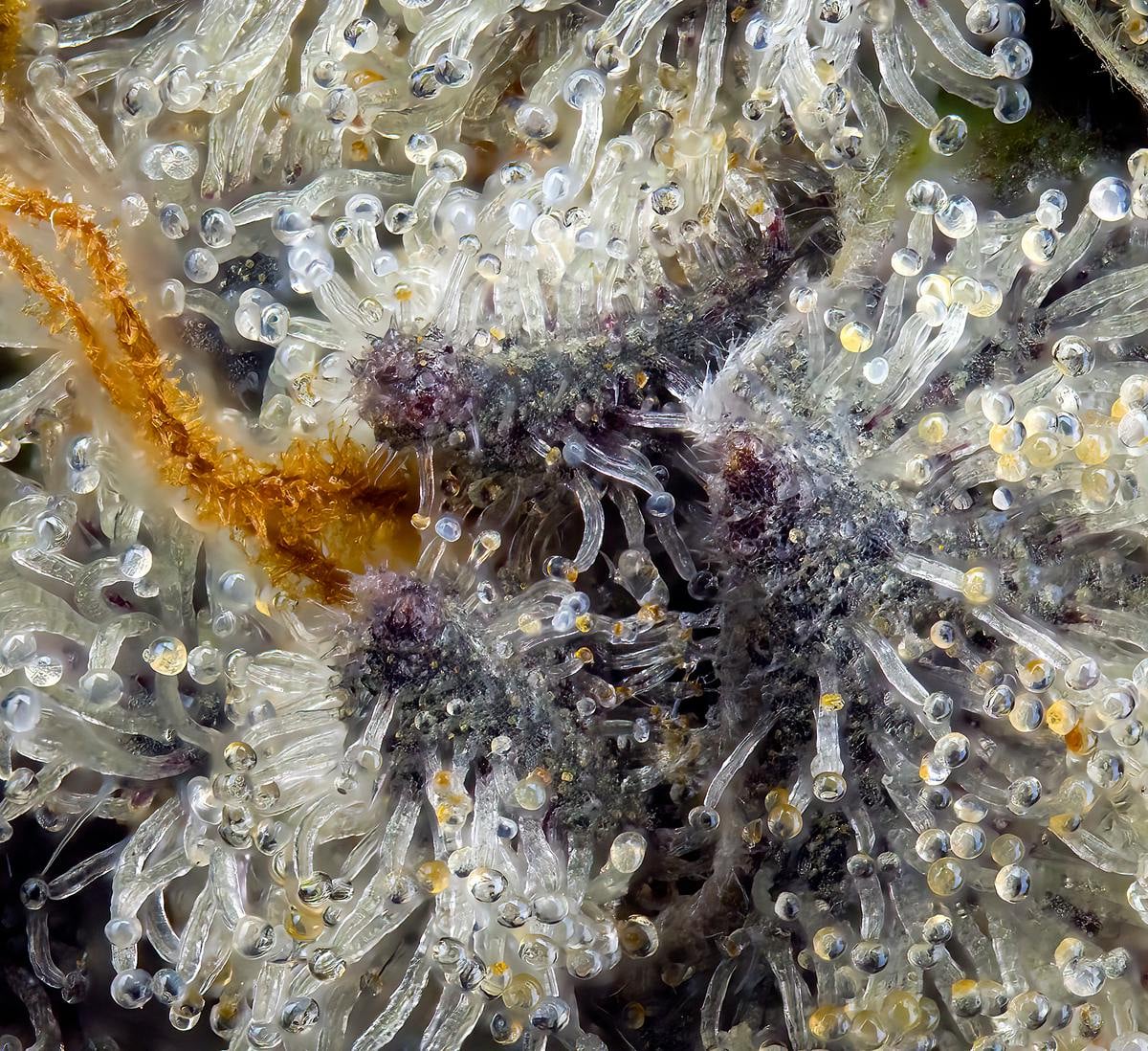 Maven | 1.9g - French Diamonds - Halo - Maven Genetics -  - $28 - Pre-Rolls