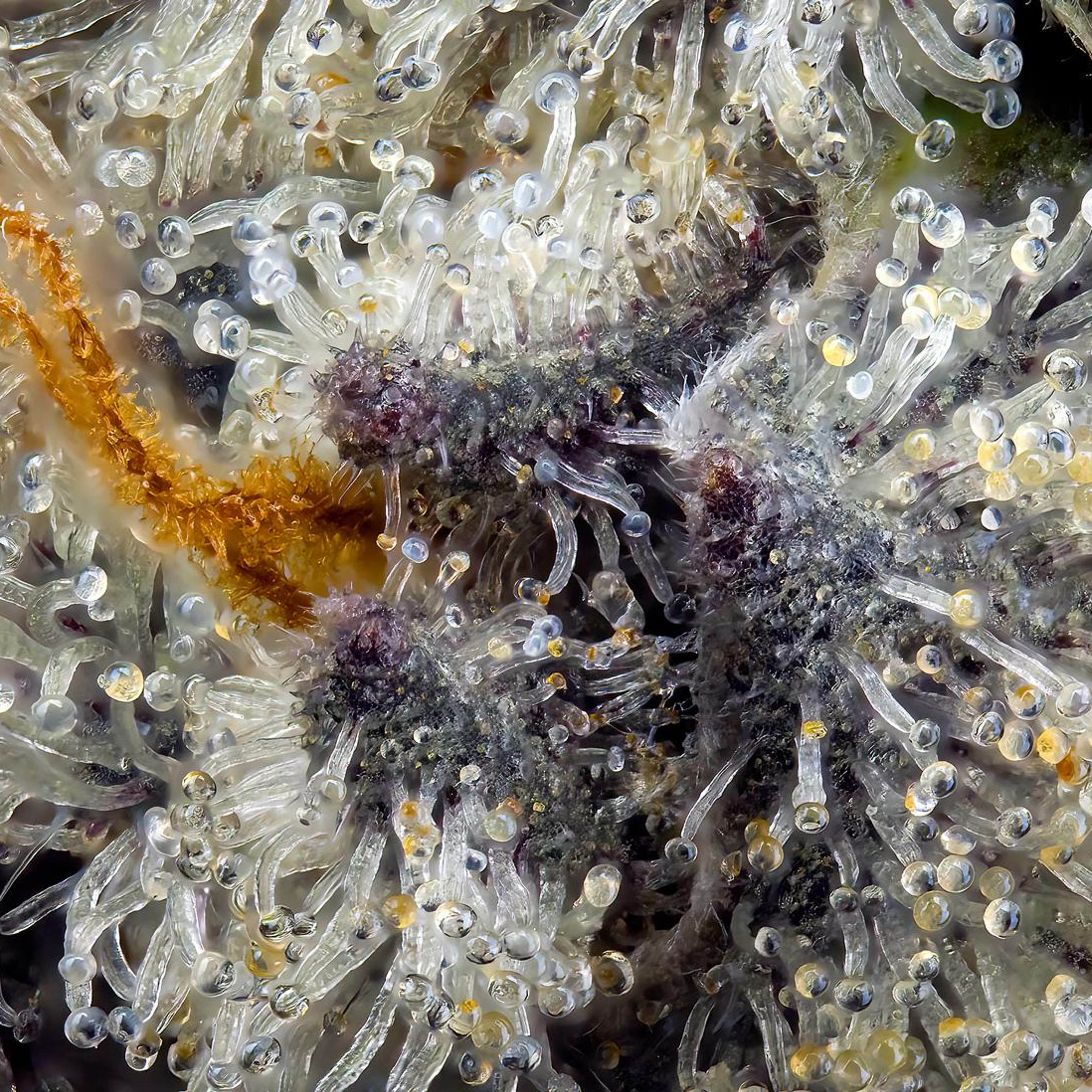 Maven | 1.9g - French Diamonds - Halo - Maven Genetics - - $28 - Pre-Rolls