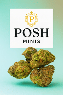 Pink Grapefruit 3.5 (indoo minis) - Posh Green -  - $16 - Flowers