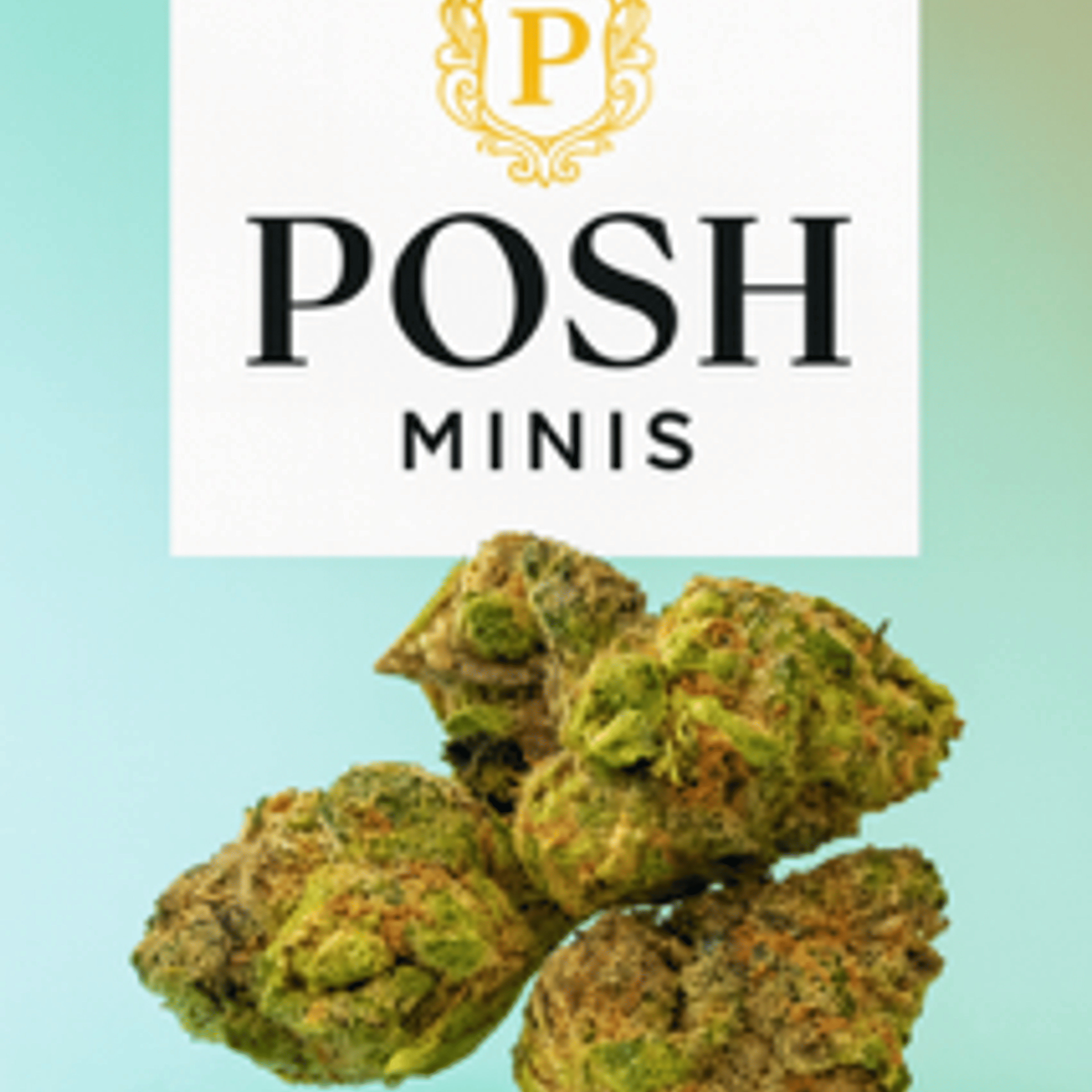 Pink Grapefruit 3.5 (indoo minis) - Posh Green - - $16 - Flowers