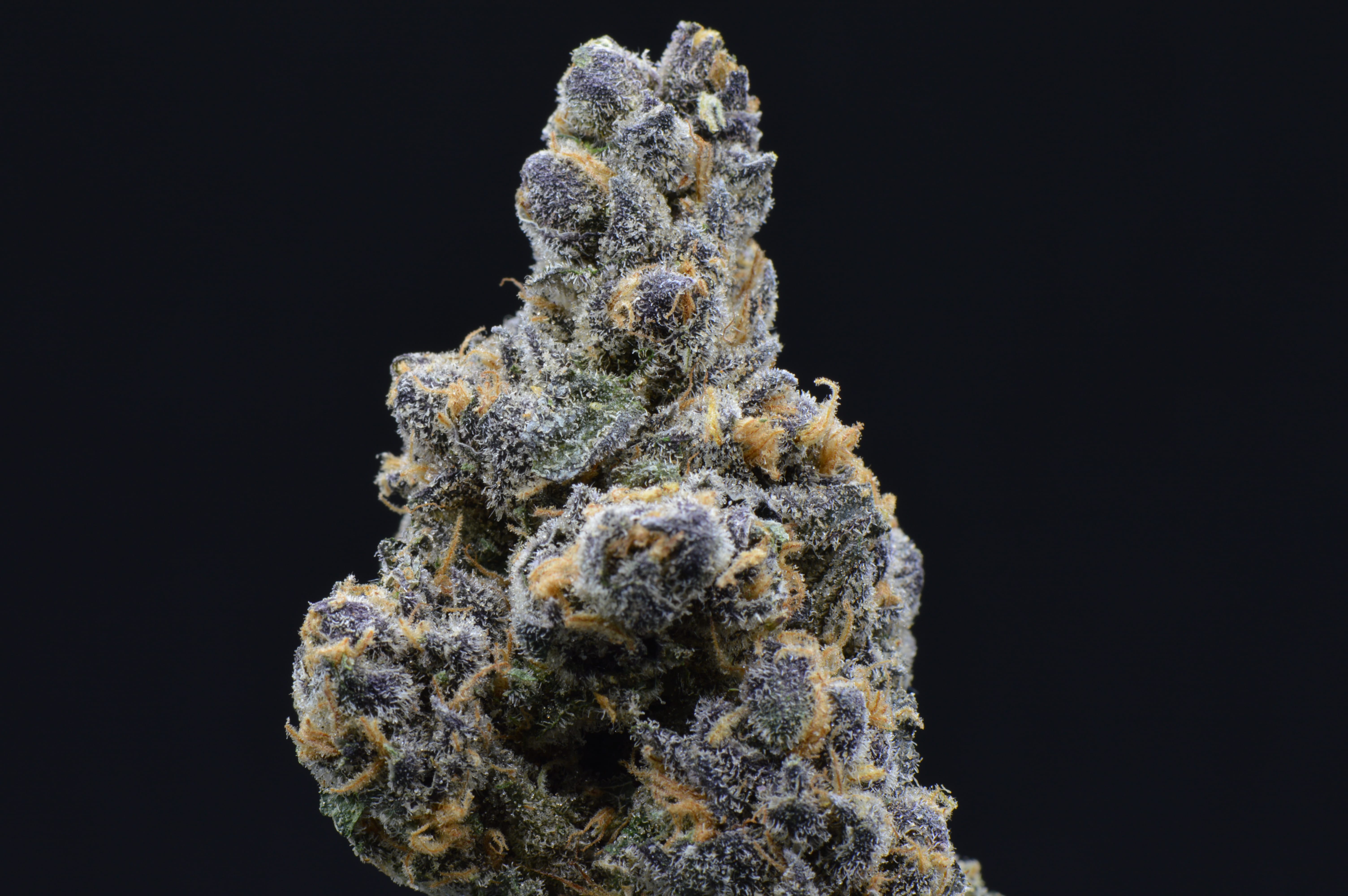 Purple Afghani (Purple Kush x Afghani Landrace) 3.5g indoor - UpNorth -  - $45 - Flowers