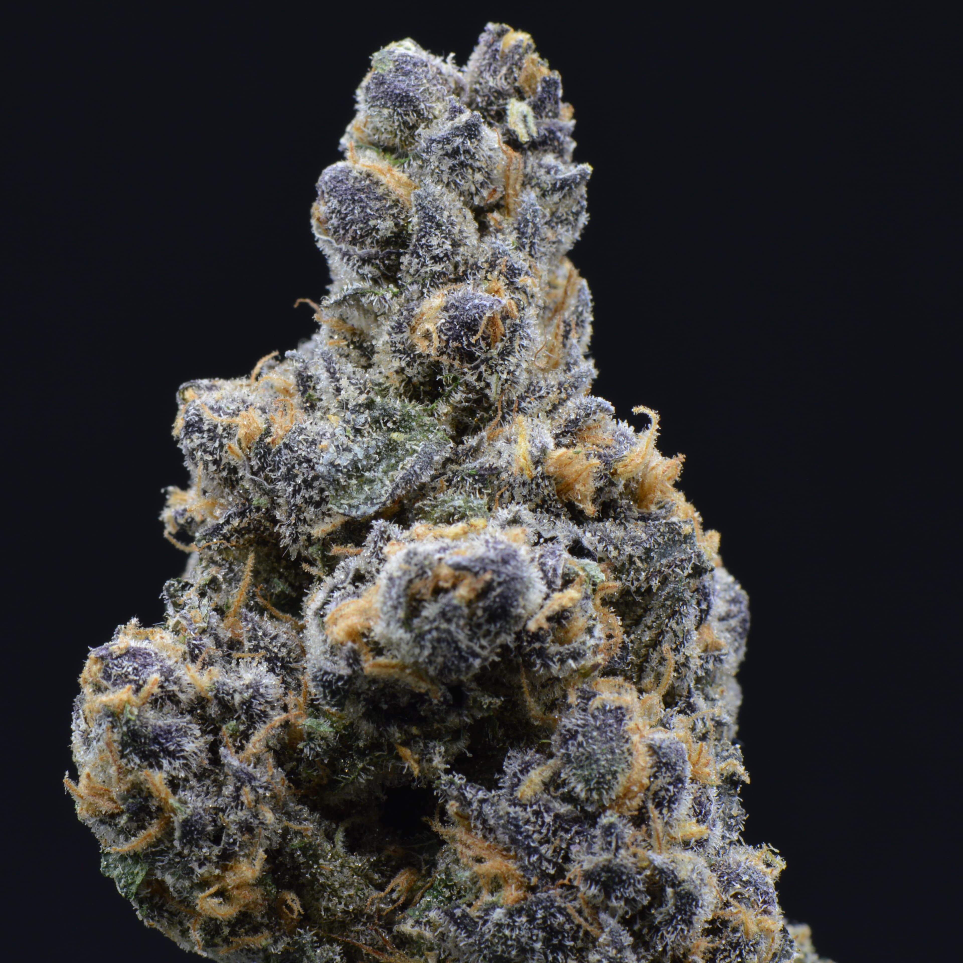 Purple Afghani (Purple Kush x Afghani Landrace) 3.5g indoor - UpNorth - - $45 - Flowers