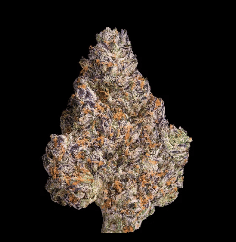 Maven Genetics — New Money