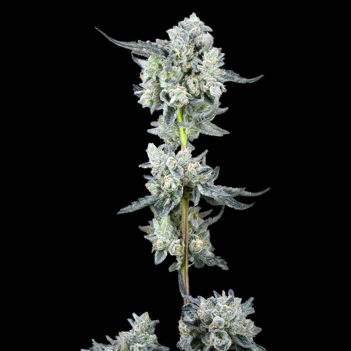 Umami Butter Pre-Roll 5-Pack [2.5g] - Maven Genetics -  - $21.61 - Pre-Rolls