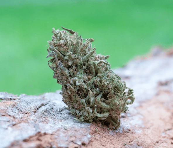 Four Directions - THC+CBD+THCV+CBDV (7.5g)