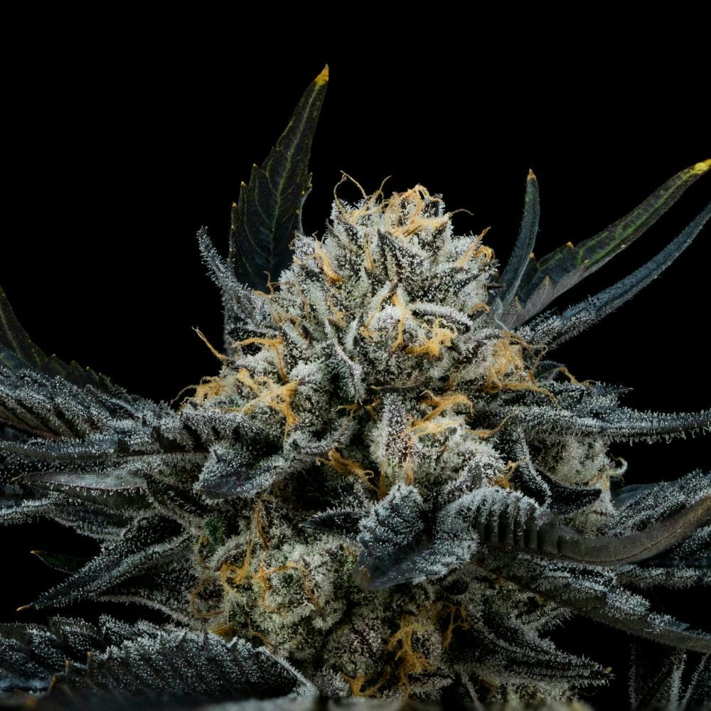 BLUE ANDEZE 3.5G - FloraCal -  - $23 - Flower