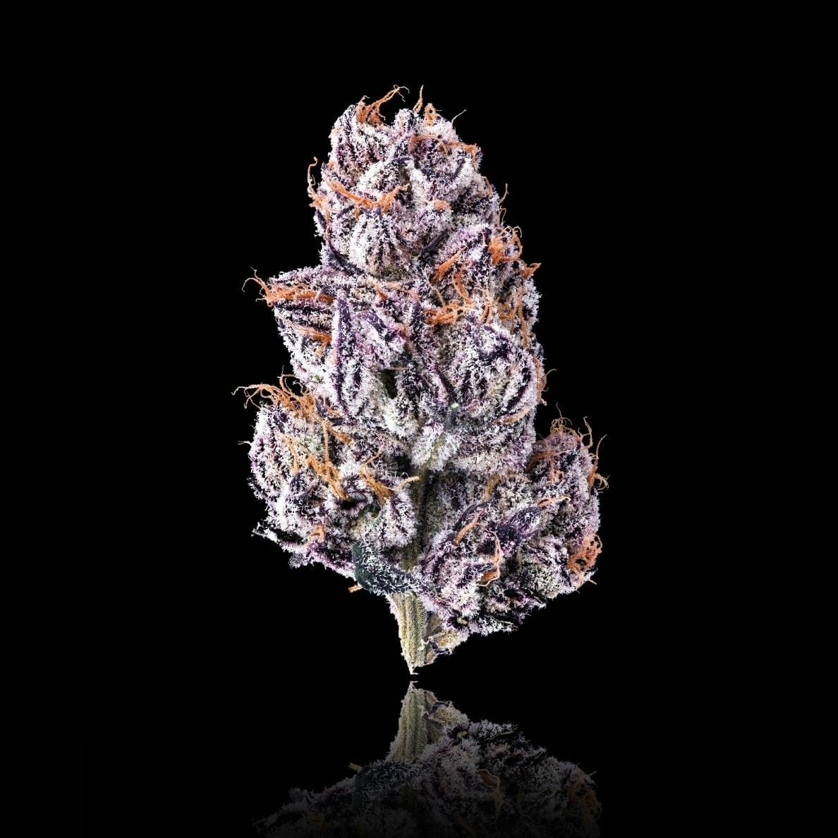 New Money Pre-Roll 1g - Maven Genetics -  - $10 - Preroll