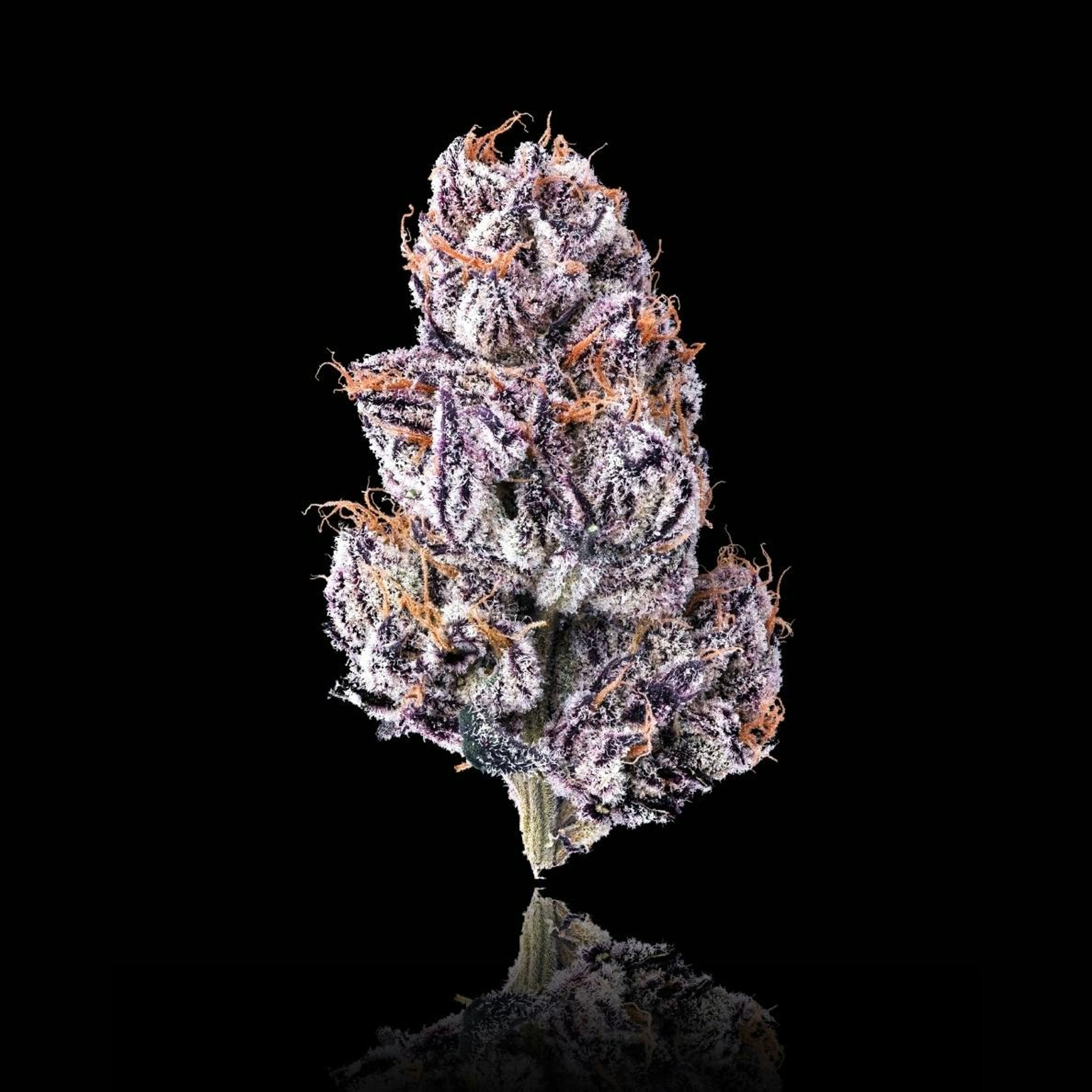 New Money Pre-Roll 1g - Maven Genetics - - $10 - Preroll