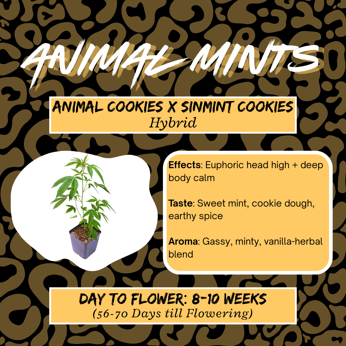 Animal Mints Clone *BOGO* - Alta Vida -  - $20 - Clone