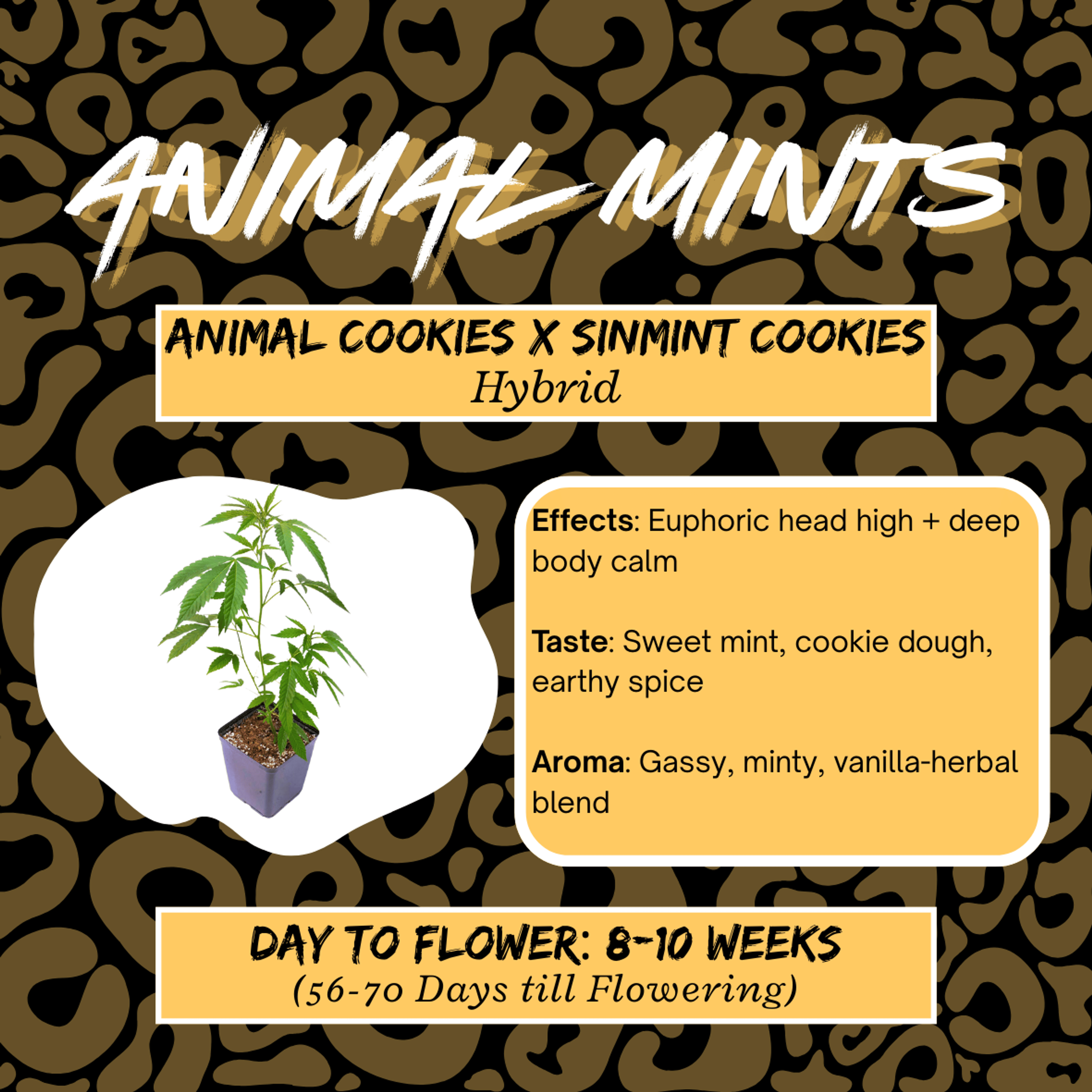 Animal Mints Clone *BOGO* - Alta Vida - - $20 - Clone