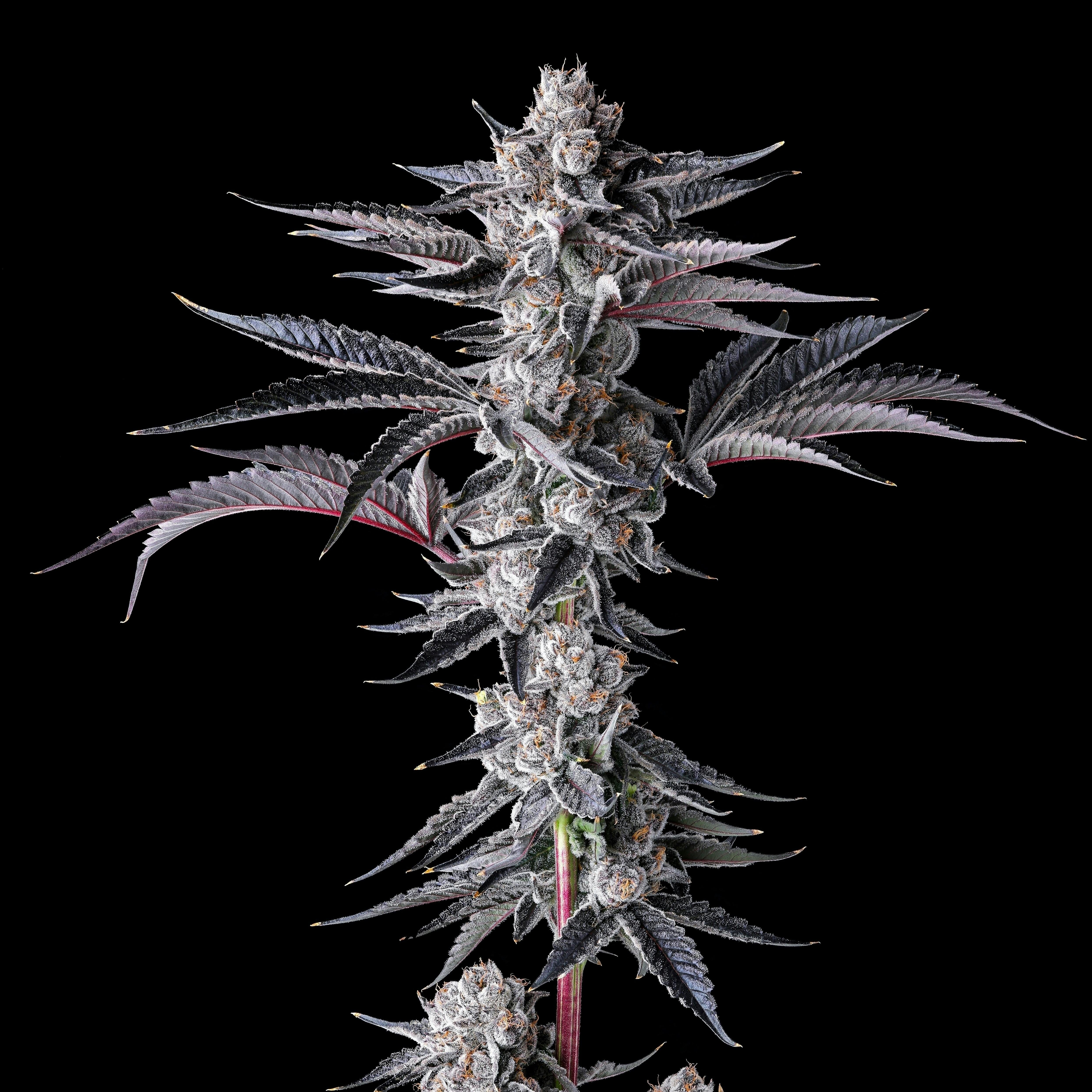 New Money Goldies Infused Pre-Rolls 5-Pack [3g] - Maven Genetics -  - $25.21 - Pre-Rolls