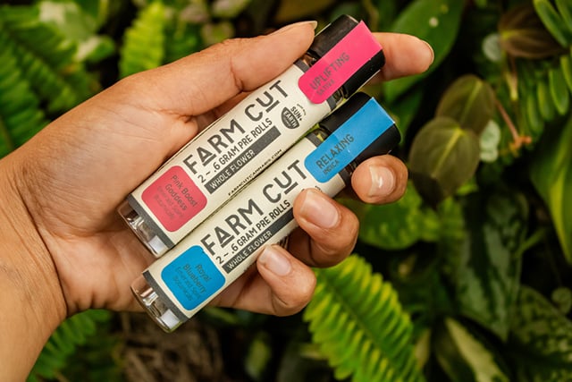 Jack Herer - Preroll 2pk - 1.2g