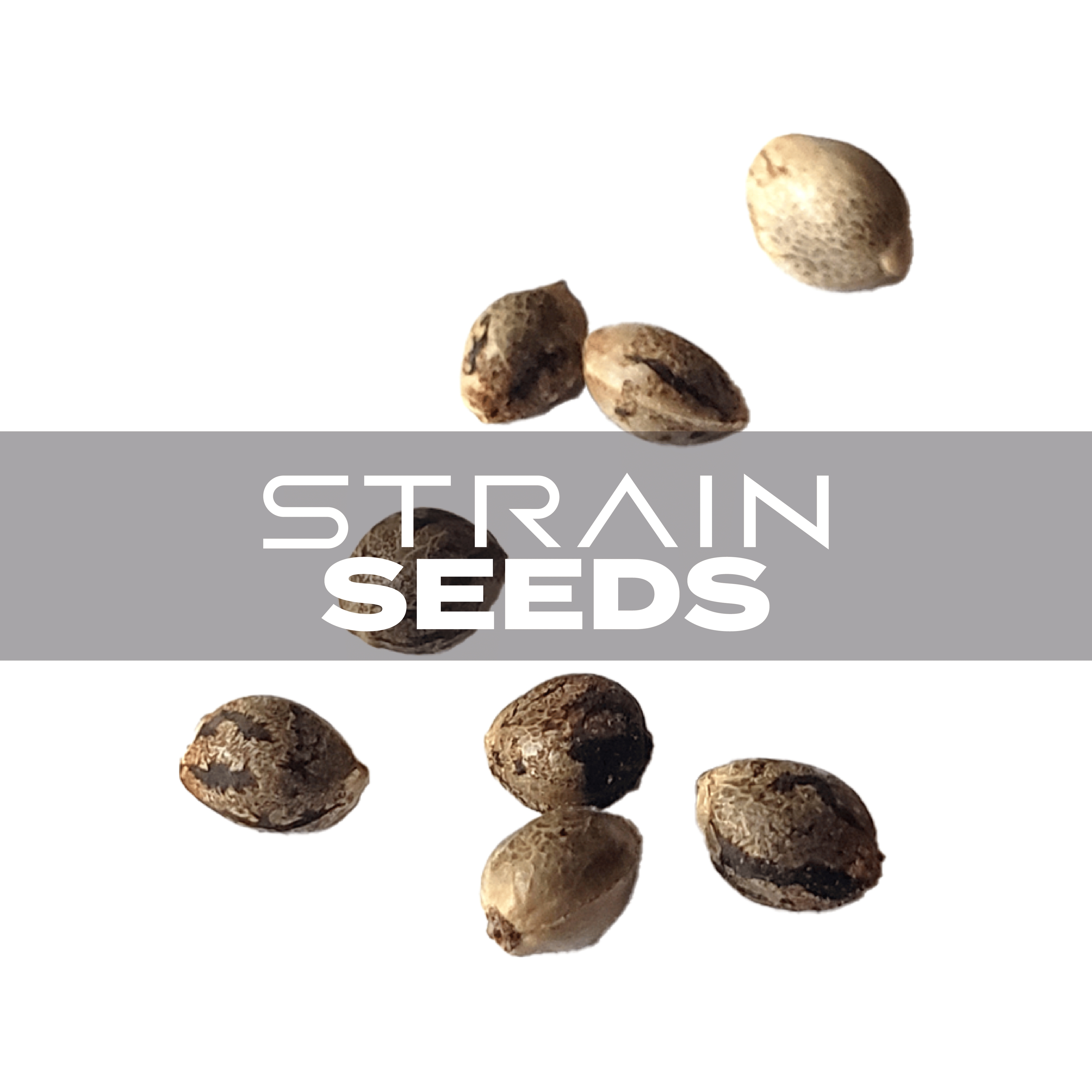 Trainwreck Feminized Seeds (10Pk) - Humboldt Seed Company - - $90 - Plant