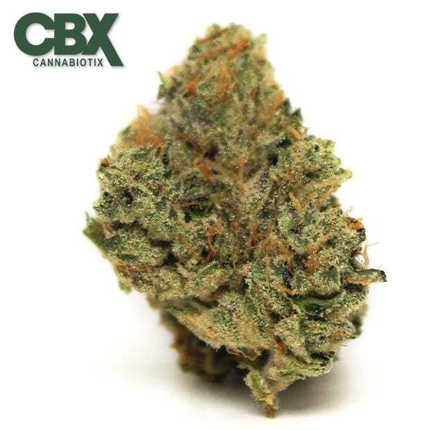 Cannabiotix - Casino Kush - 3.5g - Cannabiotix -  - $49.98 - Indoor Flowers