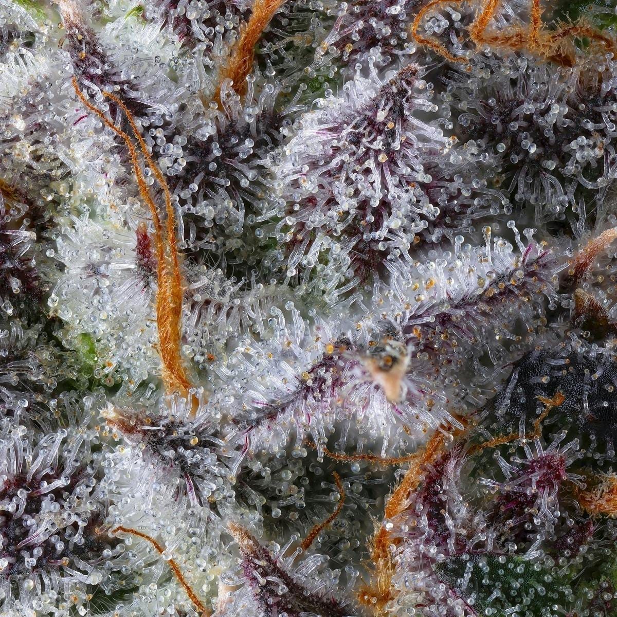 New Money Goldies Infused Pre-Rolls 5-Pack [3g] - Maven Genetics -  - $25.21 - Pre-Rolls