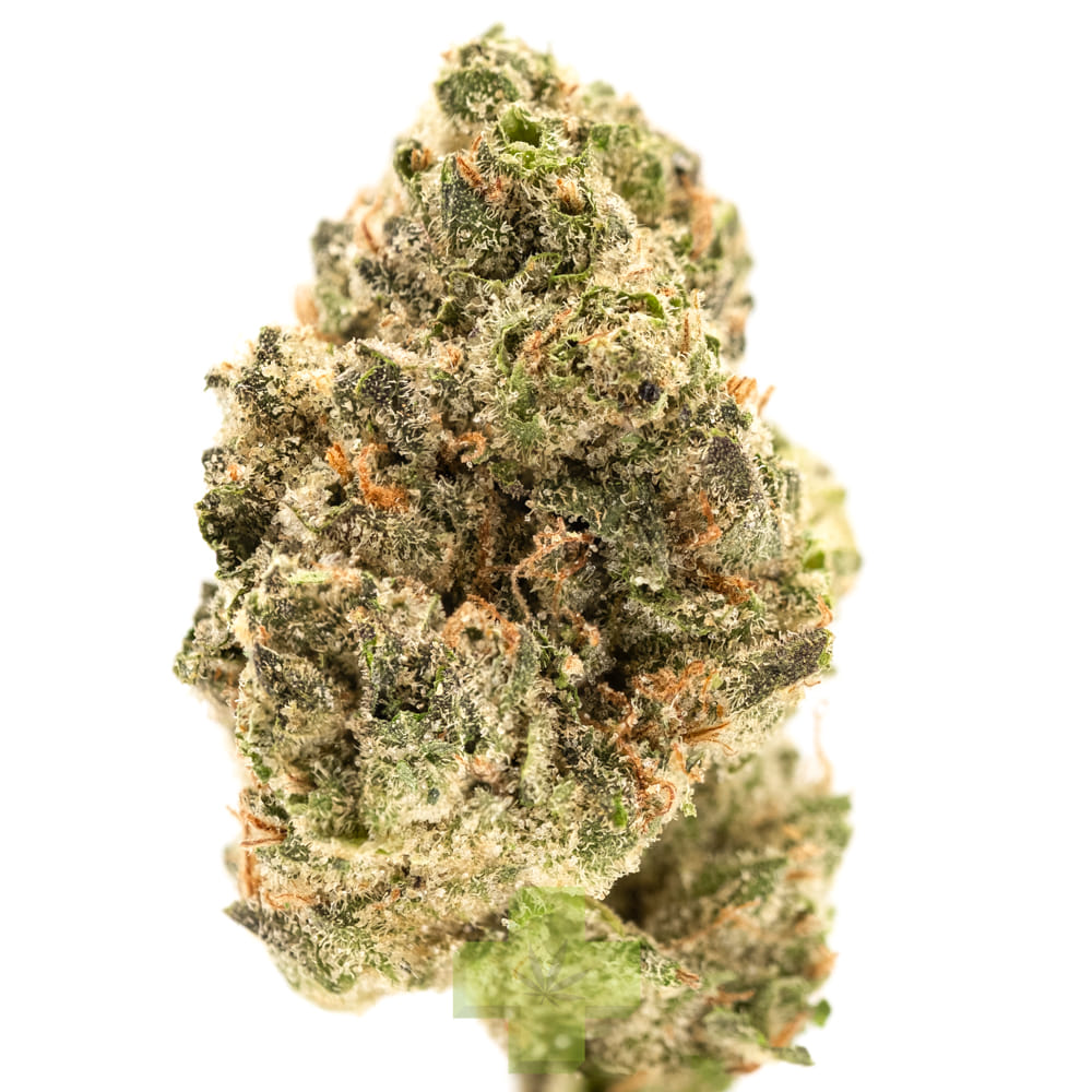 Autumn Brands: Purple Carbonite, Gh