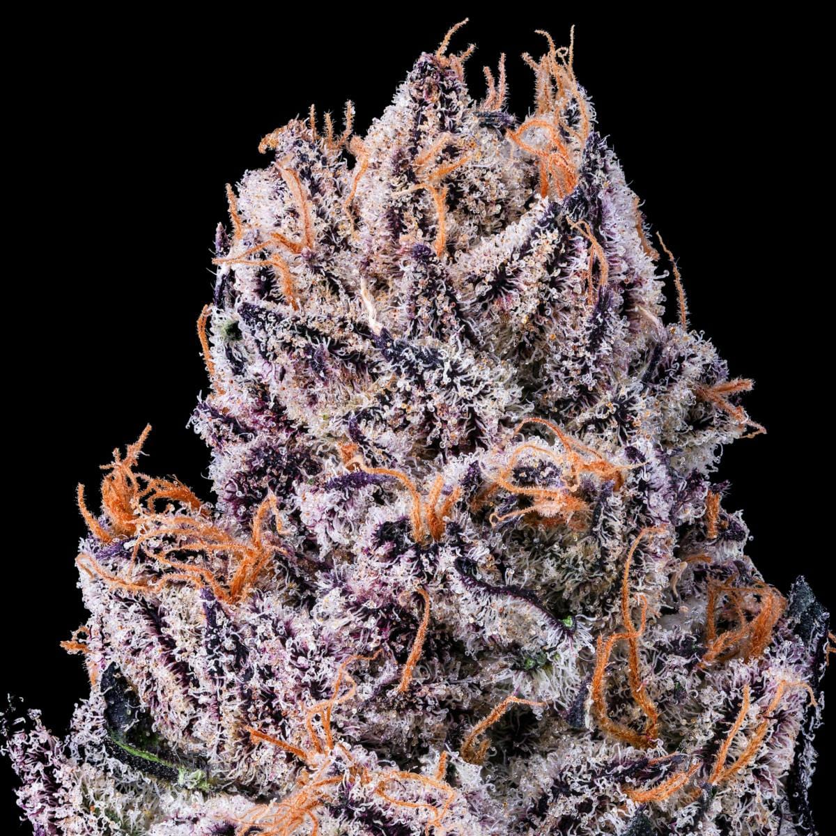 New Money Goldies Infused Pre-Rolls 5-Pack [3g] - Maven Genetics -  - $25.21 - Pre-Rolls