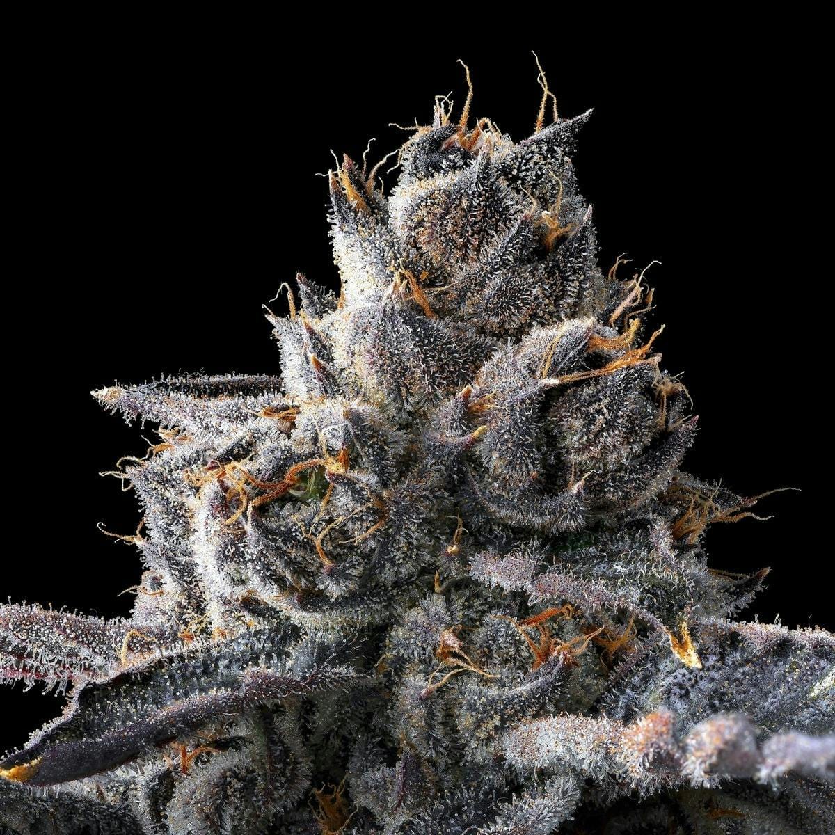 New Money Goldies Infused Pre-Rolls 5-Pack [3g] - Maven Genetics -  - $25.21 - Pre-Rolls