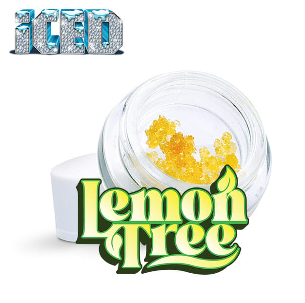 ICED — Lemon Tree